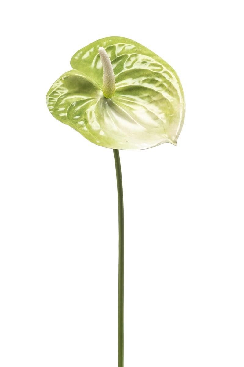 Kunstblume Künstliche Blume Anthurium SAMBANA, grün-creme, 65cm Flamingoblume, artplants, Höhe 65 cm