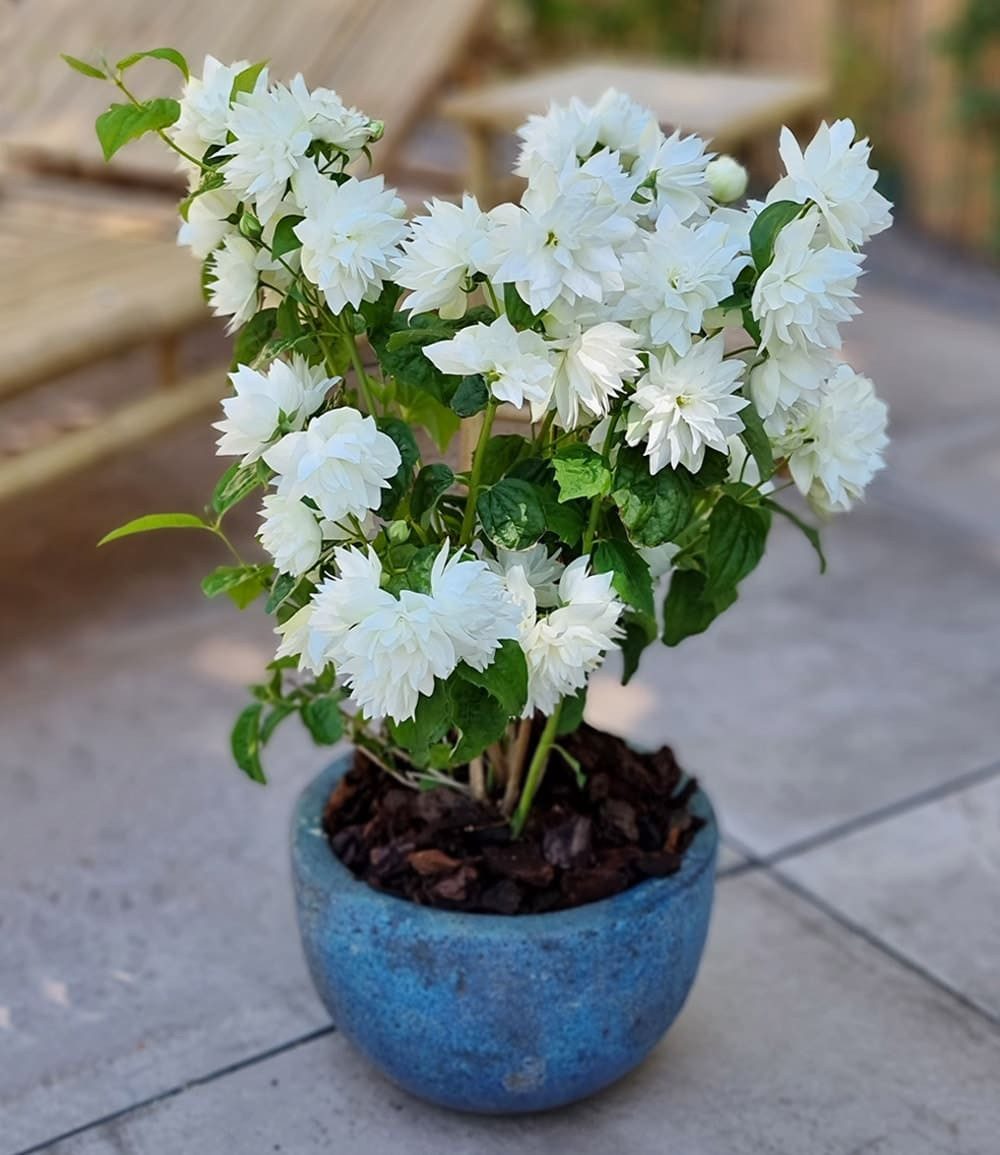 BALDUR Garten Zierstrauch Duftender Gartenjasmin 'Pearls of Perfume®', 1 St., Krankheitstolerant, winterhart, duftend, pflegeleicht