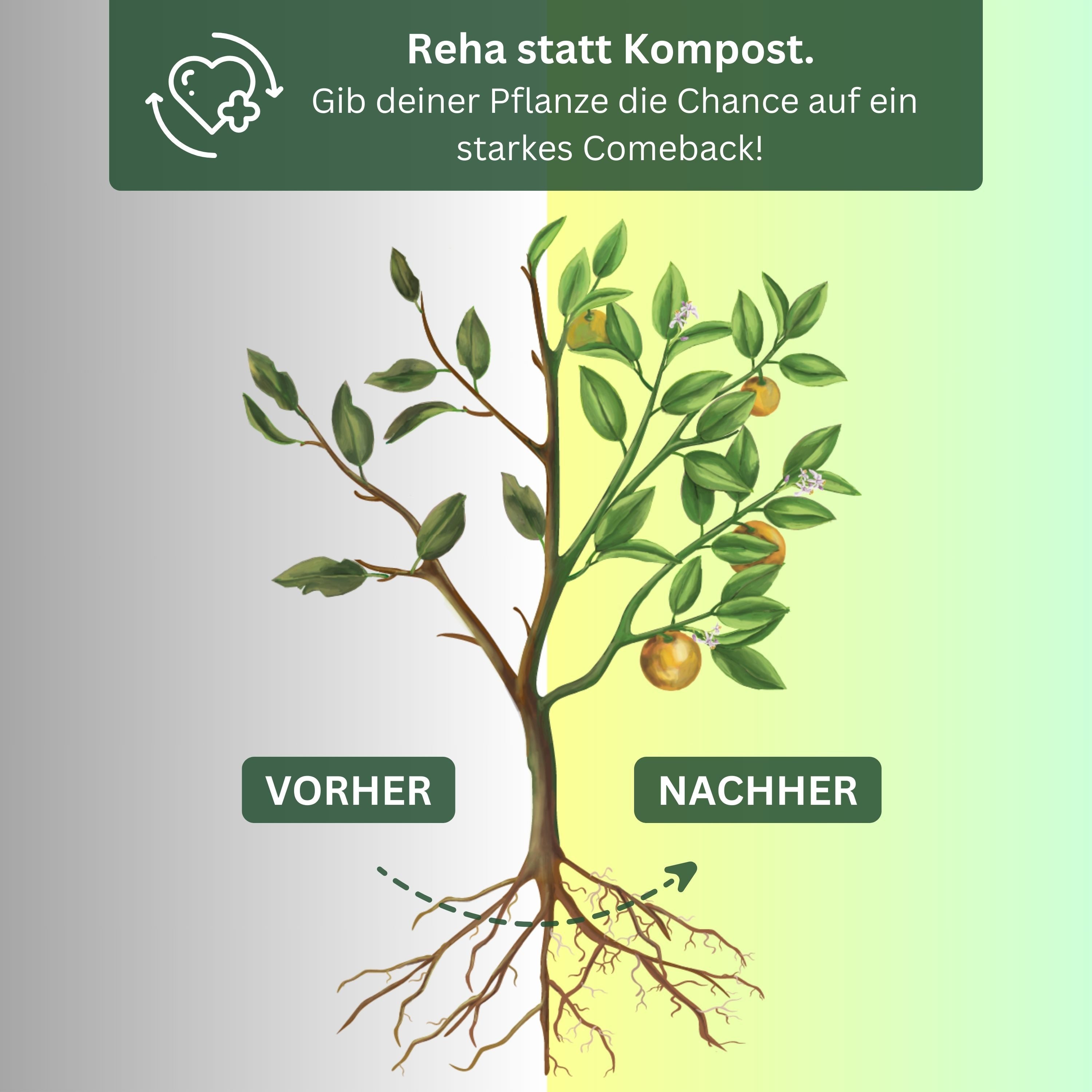Meine Orangerie Pflanzenstärkungsmittel Power-Repair-Dünger, hochwirksame Pflanzenkur, 1 Liter, Flasche, Wurzelaktivator mit Spurenelementen, Vitaminen & Pflanzenhormonen, Repair-Dünger für Pflanzen mit Winterschäden