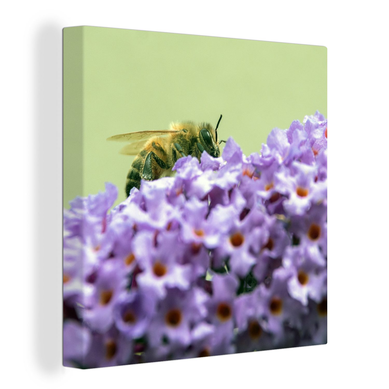 OneMillionCanvasses® Leinwandbild Biene zwischen Schmetterlingsstrauchblüten, (1 St), Leinwand Bilder für Wohnzimmer Schlafzimmer