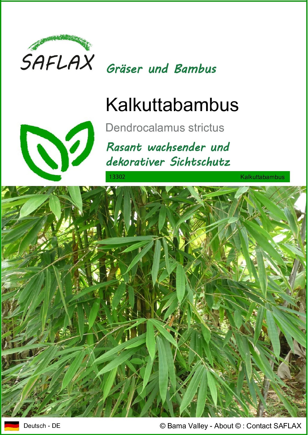 Blumensamen SAFLAX - Samen - Kalkuttabambus