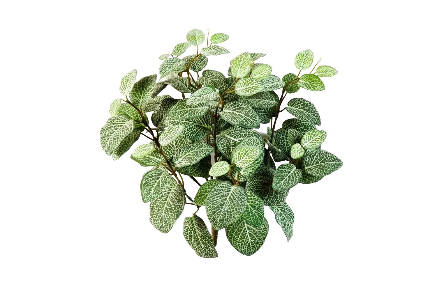 Kunstpflanze Künstliche Fittonia - Fit, aplanta