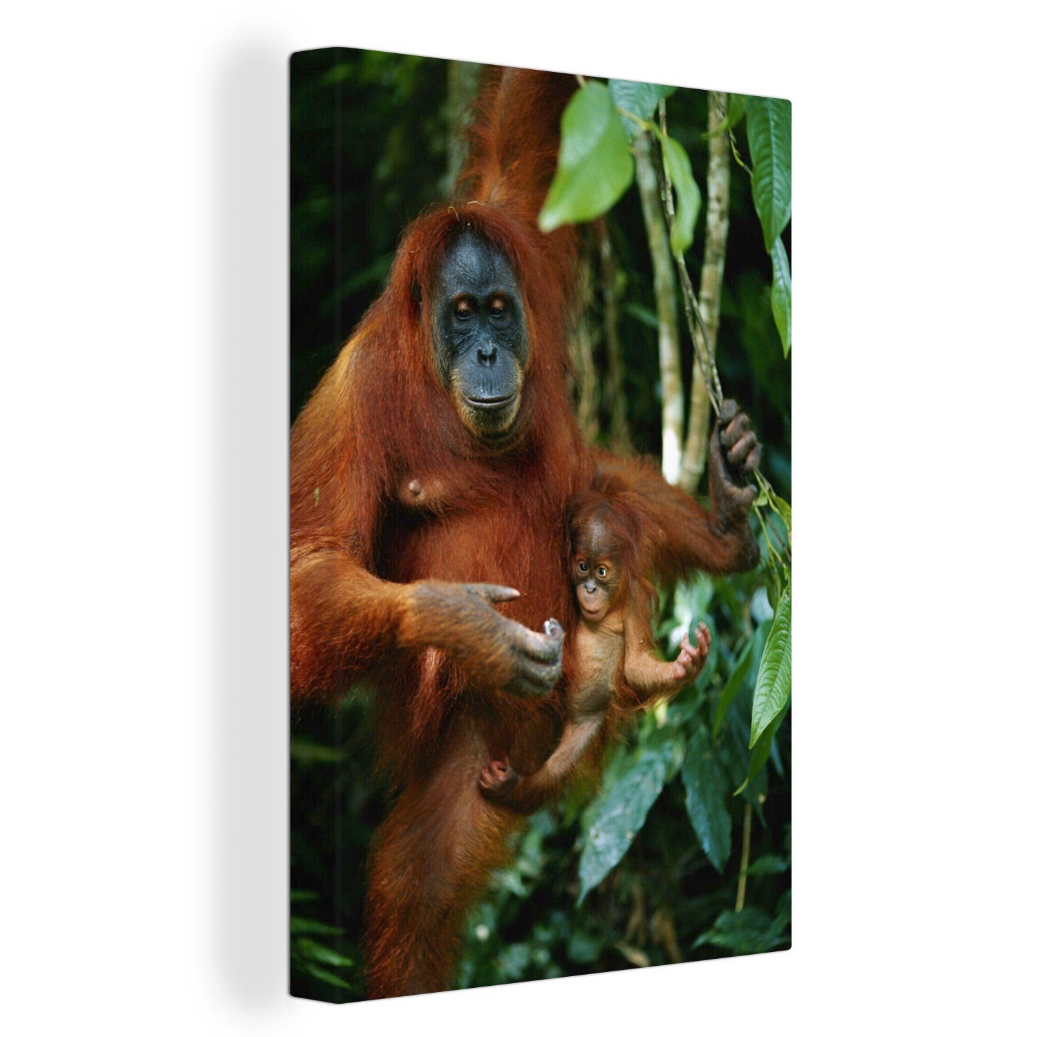 OneMillionCanvasses® auf Gemälde, Ein St), Zackenaufhänger, (1 inkl. 20x30 bespannt cm Baum, fertig Leinwandbild Leinwandbild einem roter Orang-Utan