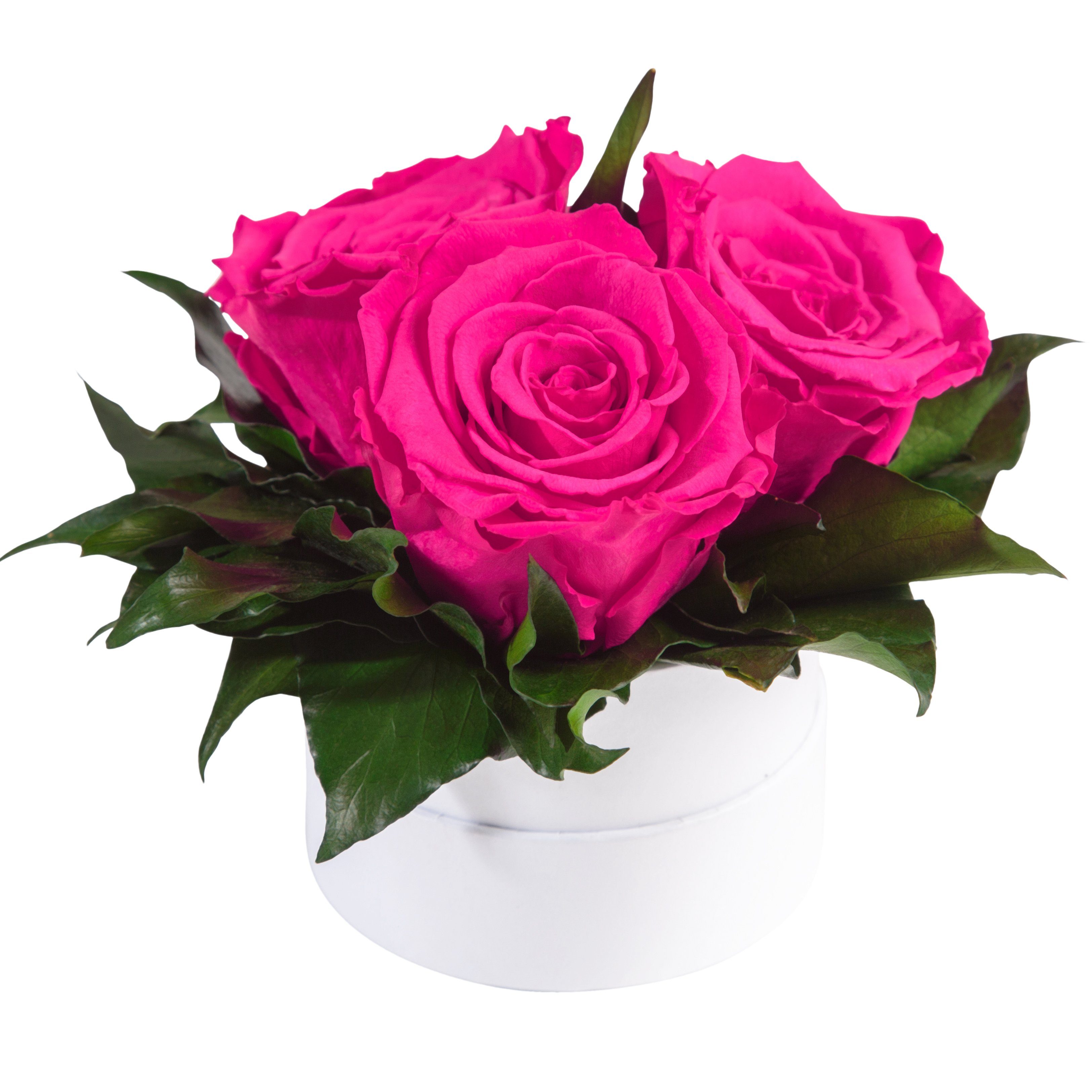 Rosen 10 weiß echte rund konserviert Sie Höhe 3 Infinity cm, für Rosenbox Heidelberg, Geschenk ROSEMARIE Pink Rosen Rose, Kunstblume SCHULZ