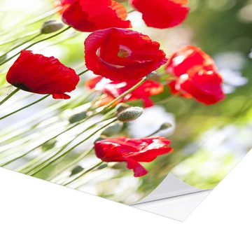 Posterlounge Wandfolie Editors Choice, Rote Mohnblumen an einem sonnigen Tag, Fotografie