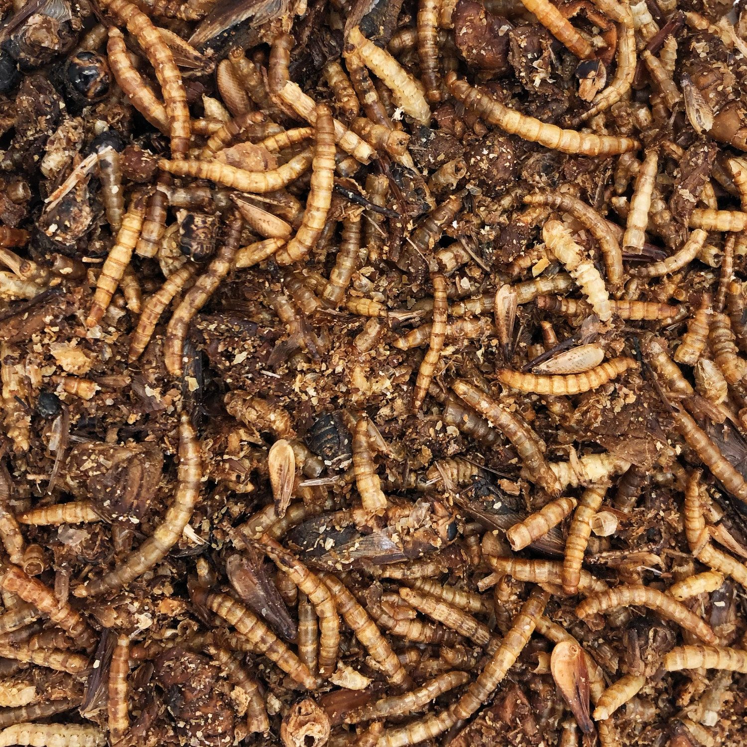 Supravit Insekten Mix 100g - getrocknetes Insektenfutter für Vögel & Igel, Ergänzungsfutter für: Wildvogel