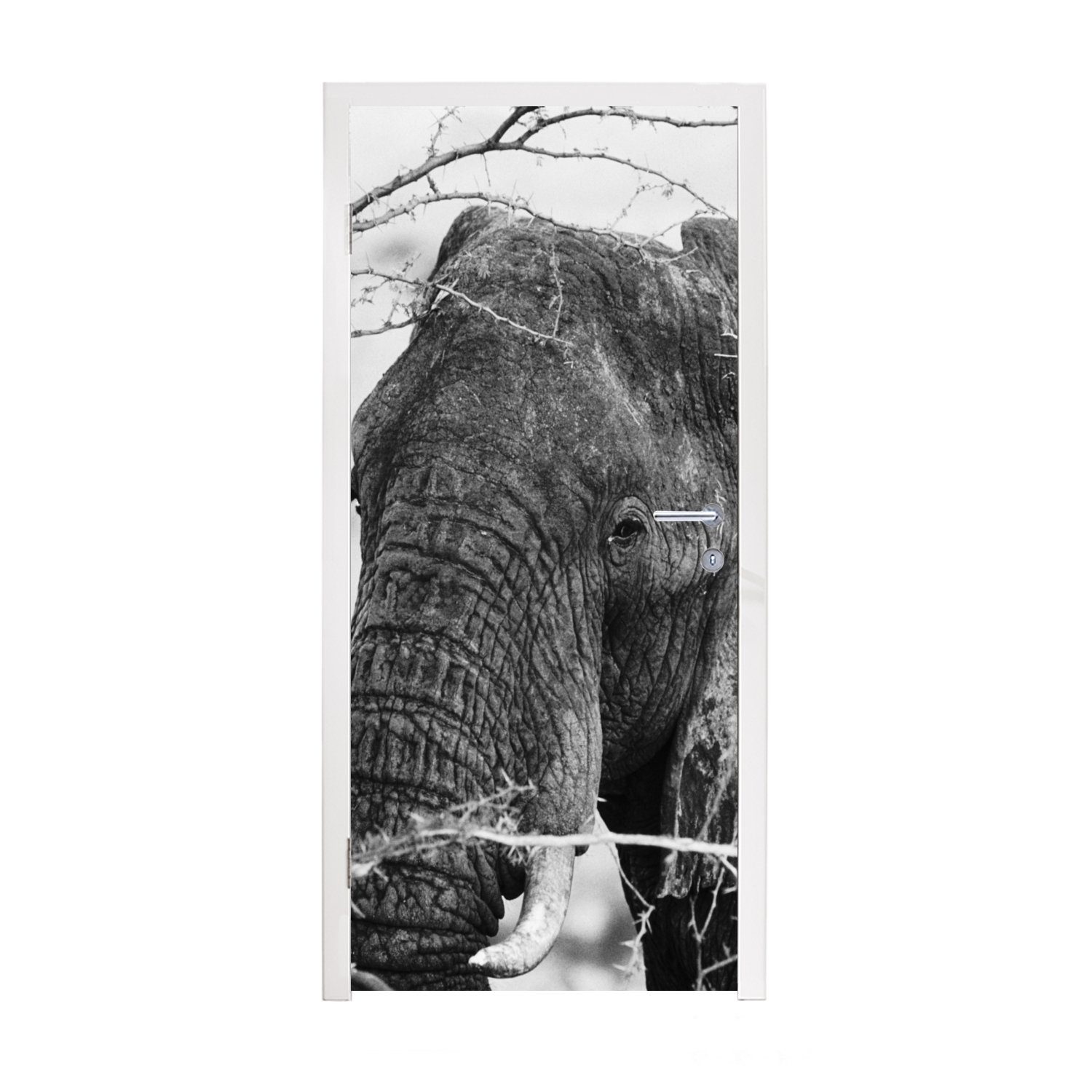 MuchoWow Türtapete Elefant - Tiere (1 Fototapete und Türaufkleber, - cm St), weiß, Tür, Äste Schwarz - - 75x205 Natur Matt, für bedruckt