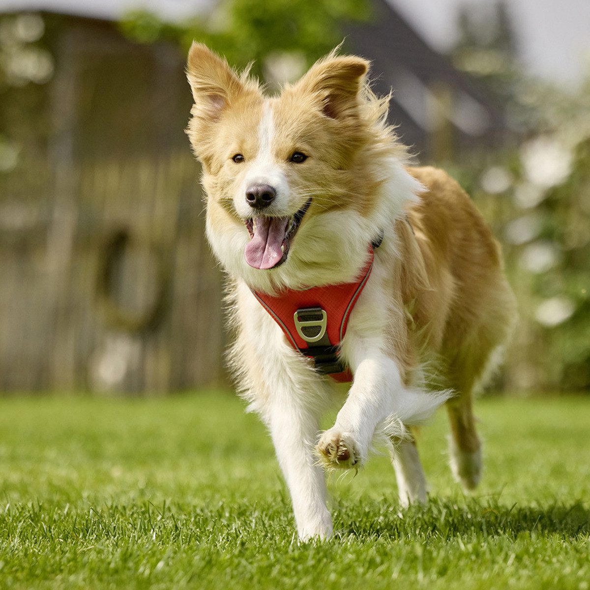 Wolters Hunde-Geschirr Geschirr Active Pro Comfort rot/anthrazit