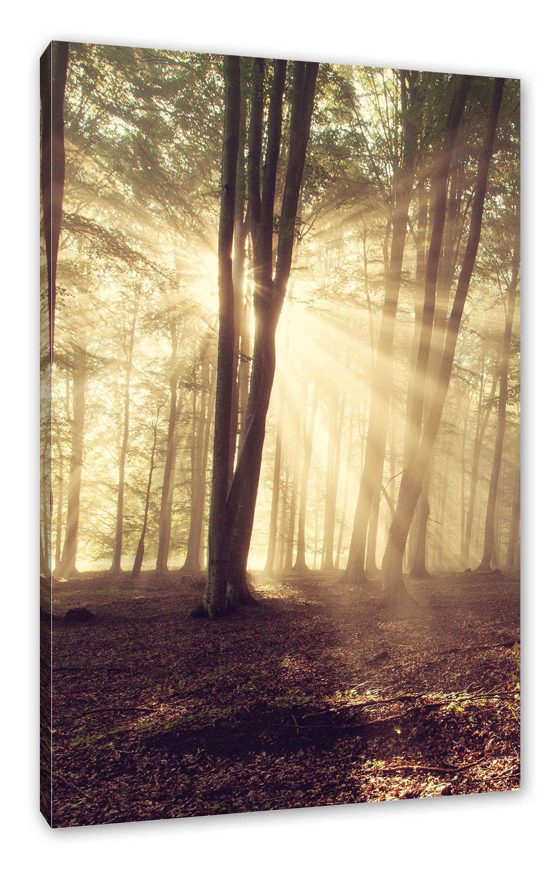 Waldlichtung im im inkl. St), fertig Sonnenschein Pixxprint Waldlichtung Zackenaufhänger Sonnenschein, (1 Leinwandbild Leinwandbild bespannt,