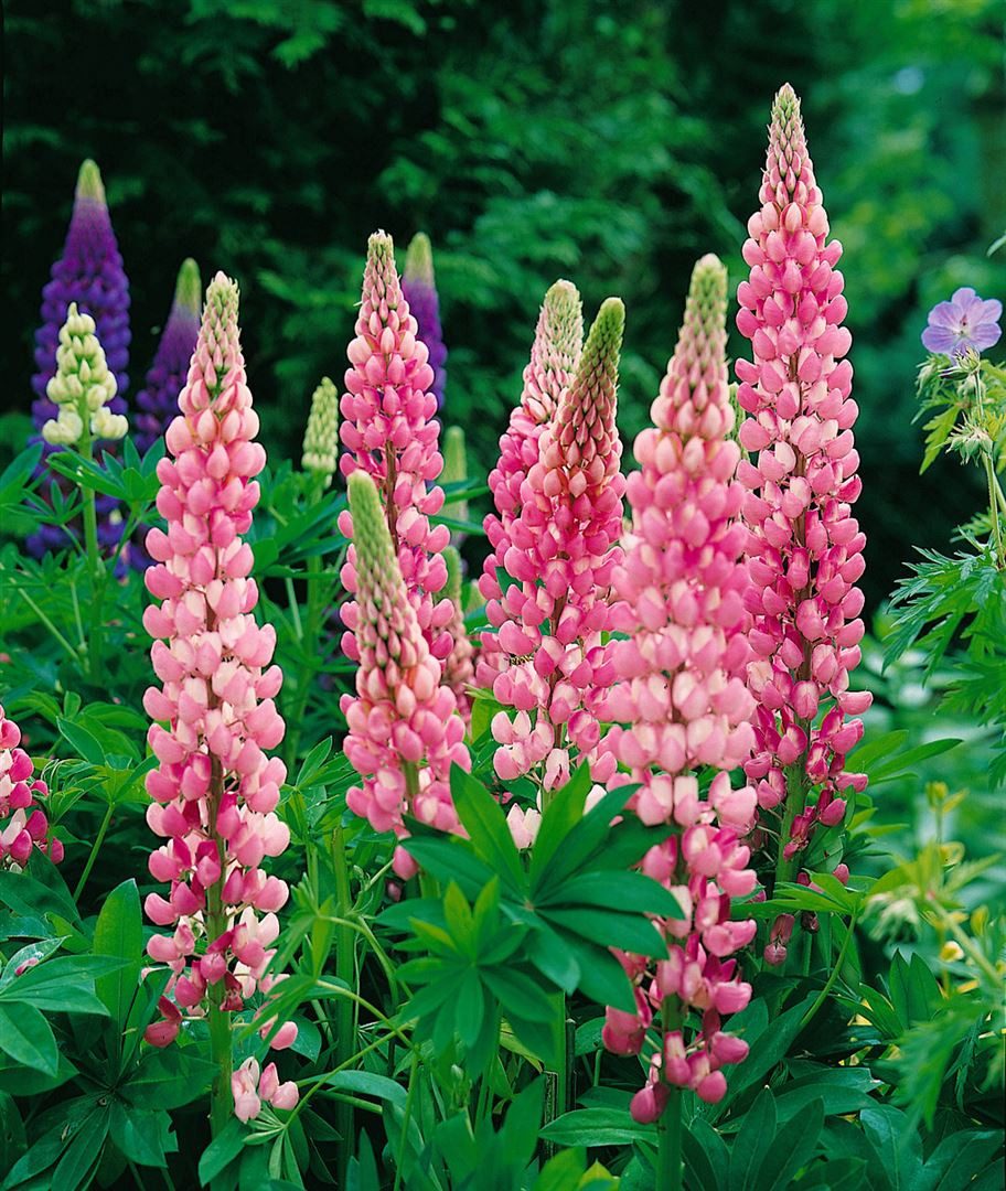 Pflanzen für Dich Staude Lupinus poly. Schlossfrau, 1 St., Lupine, Vielblättrige Lupine