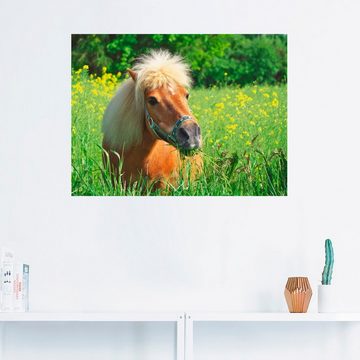 Artland Wandbild Shetland Pony, Haustiere (1 St), als Leinwandbild, Wandaufkleber in verschied. Größen