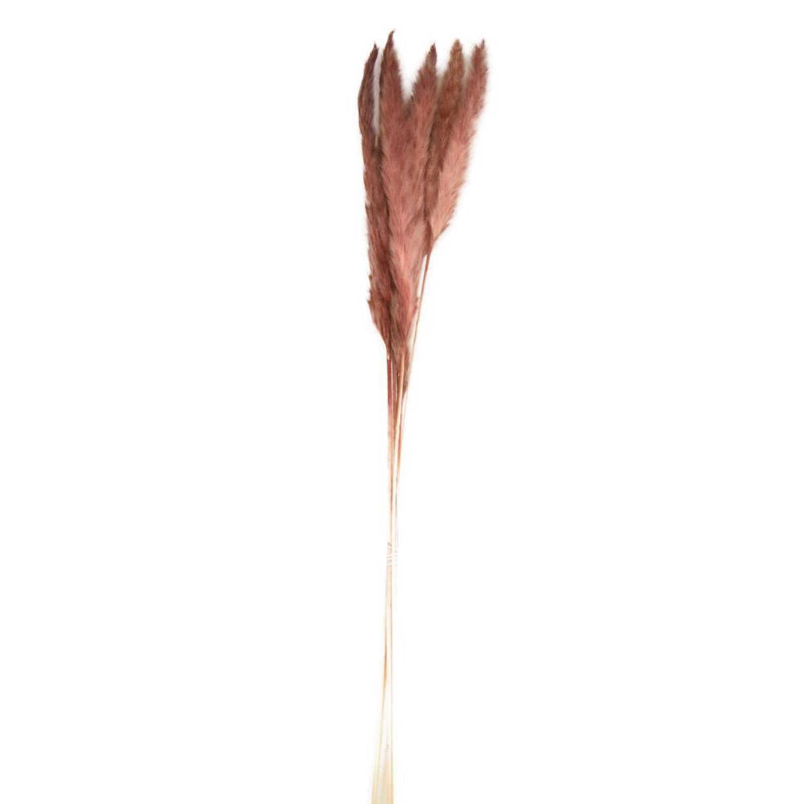 Trockenblume Pampasgras rot - pampas grass - Cortaderia - 75 cm - 6 Stück, DIJK