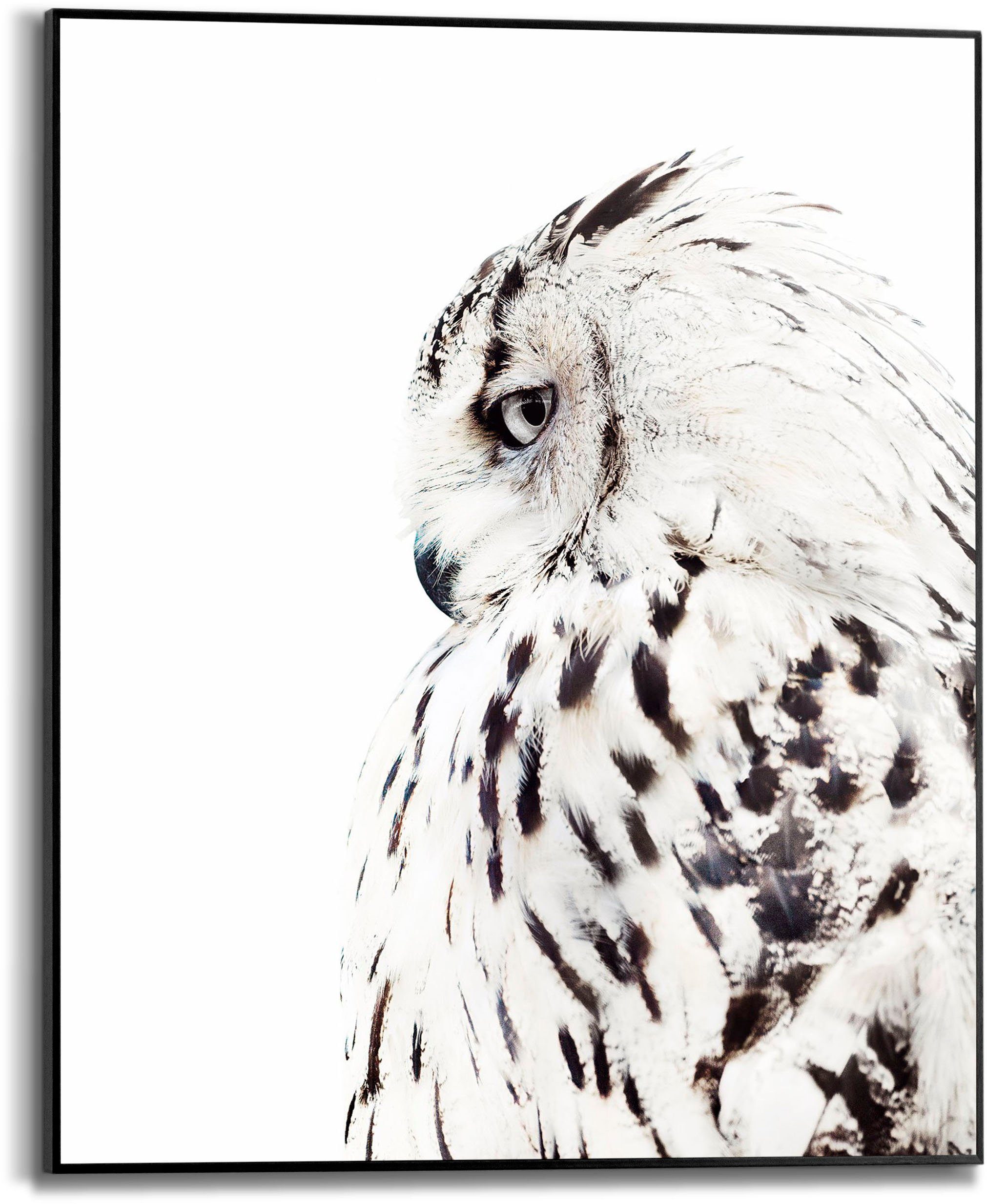 (1 White Rahmen mit Bild Owl, Reinders! St)