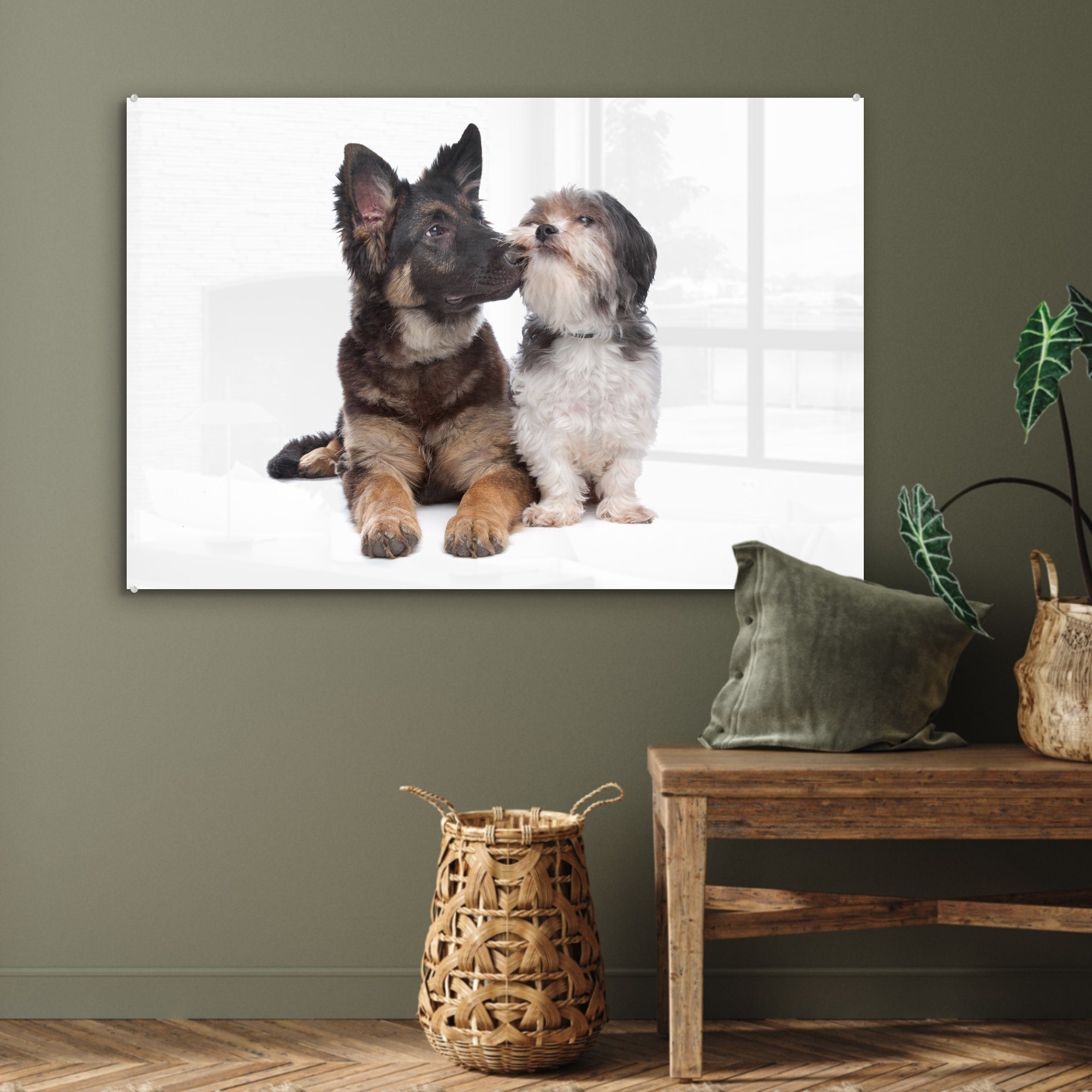 St), & Wohnzimmer MuchoWow Acrylglasbilder (1 Boomer Acrylglasbild mit Schlafzimmer anderen Hund, einem