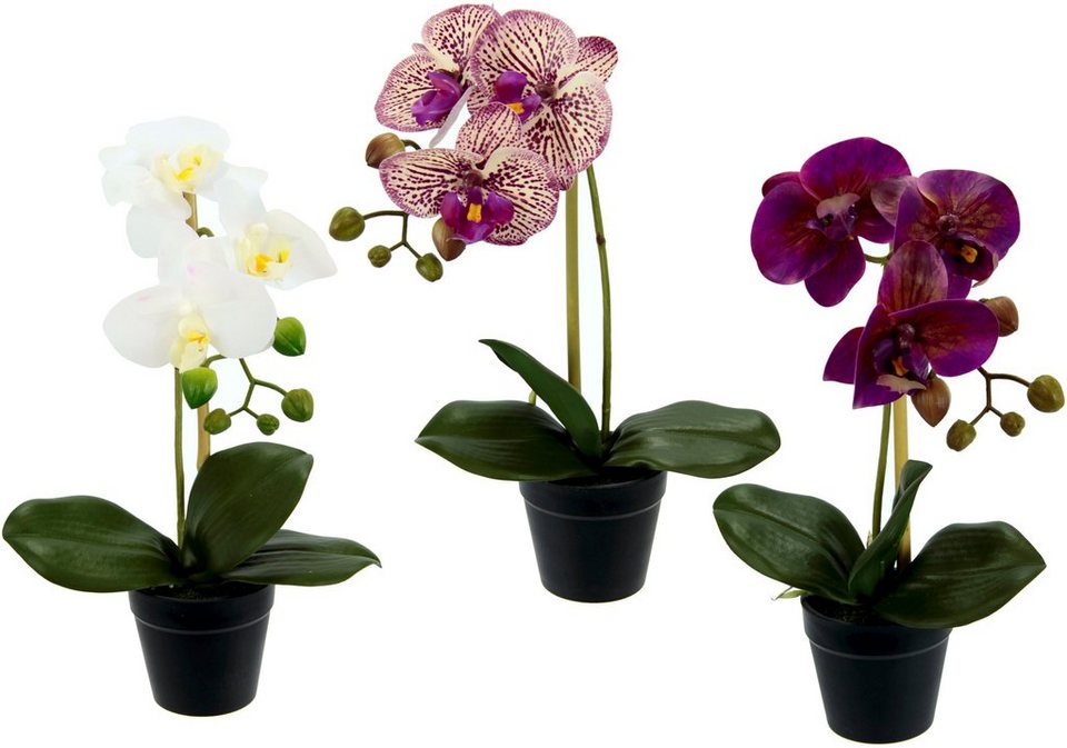 Kunstorchidee Phalaenopsis, I.GE.A., Höhe 30 cm, im Kunststofftopf, 3er Set