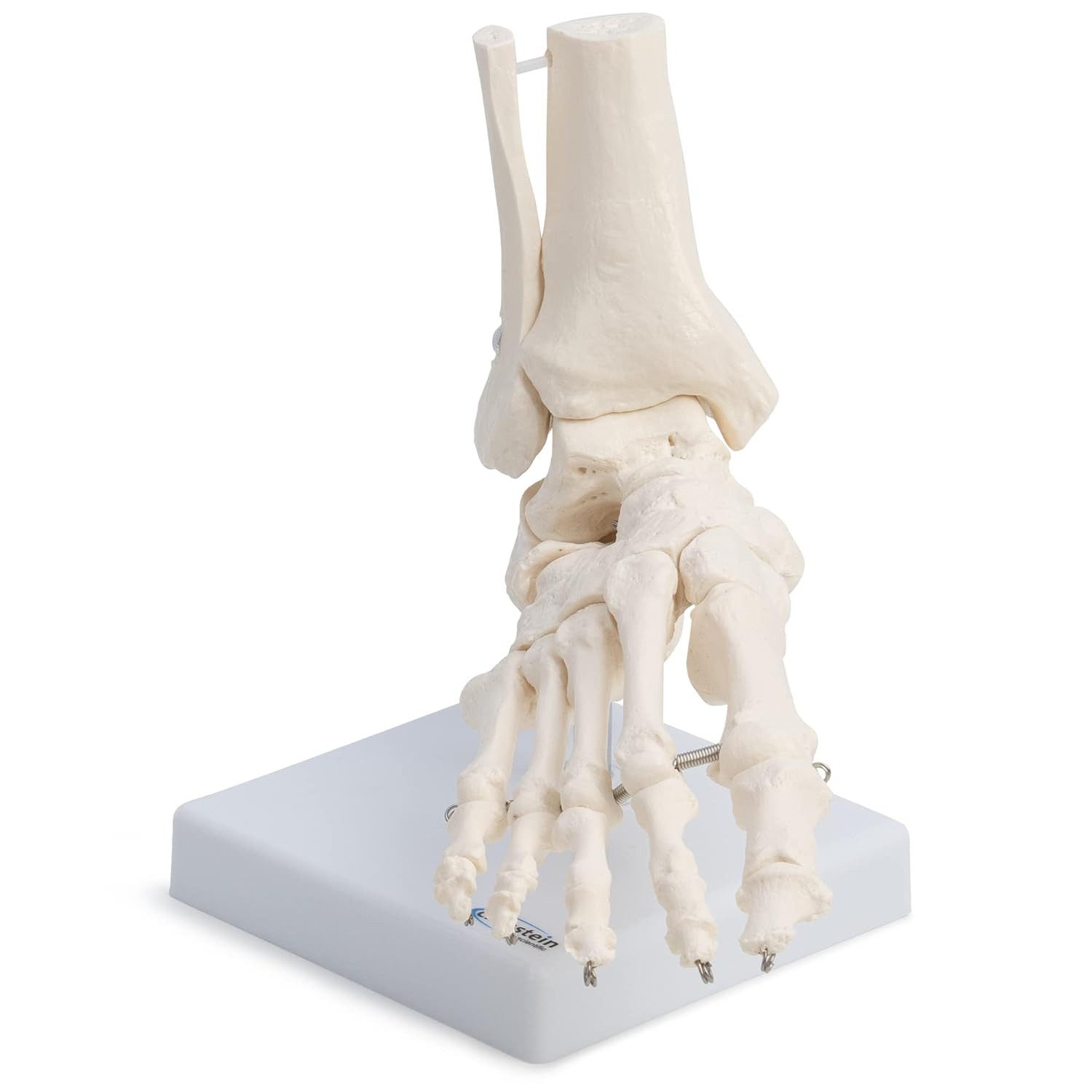 Cranstein Scientific Dekoobjekt Fußskelett Fuß Anatomie Modell lebensgroß mit Schien- und Wadenbeinans – Bild 2 von 5