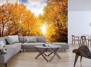wandmotiv24 Fototapete Herbstlandschaft in warmen Farben, glatt, Wandtapete, Motivtapete, matt, Vliestapete