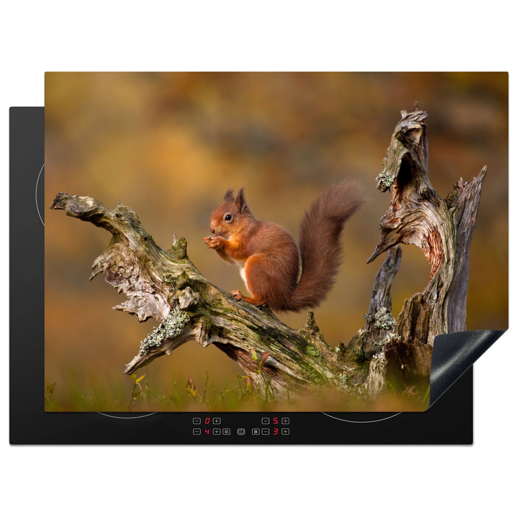 MuchoWow Herdblende-/Abdeckplatte Rotes Eichhörnchen im Herbst, Vinyl, (1 tlg), 70x52 cm, Mobile Arbeitsfläche nutzbar, Ceranfeldabdeckung