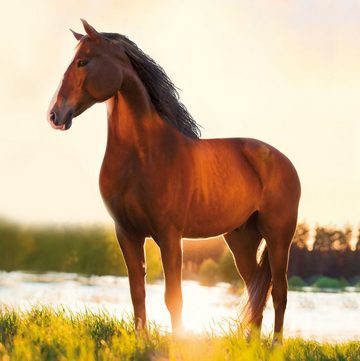 HARO-MC Körpercreme Pferde Gel, 100% Vegan