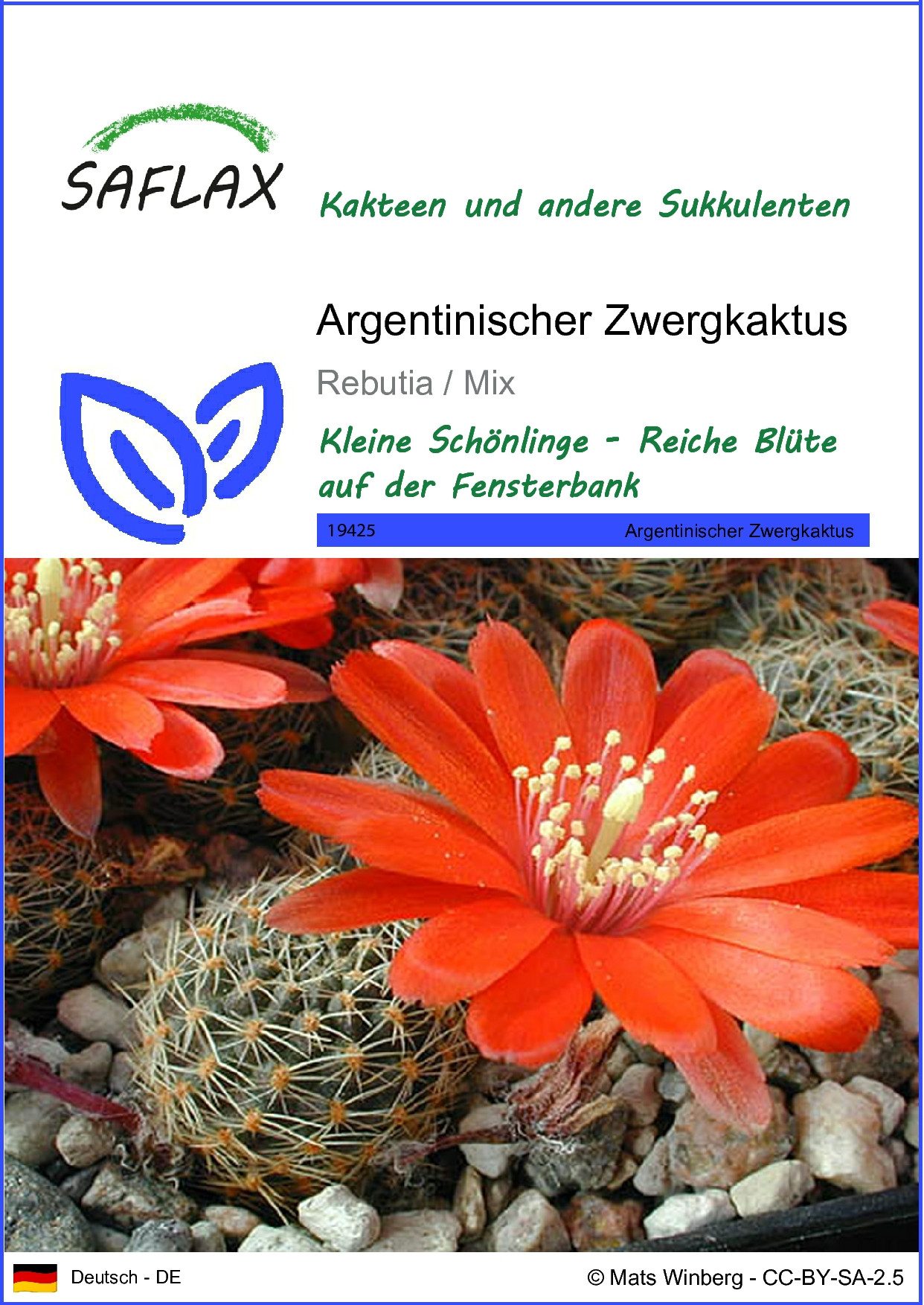 Blumensamen SAFLAX - Samen - Argentinischer Zwergkaktus