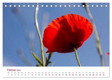 CALVENDO Wandkalender Mohnblumen (Tischkalender 2024 DIN A5 quer), CALVENDO Monatskalender