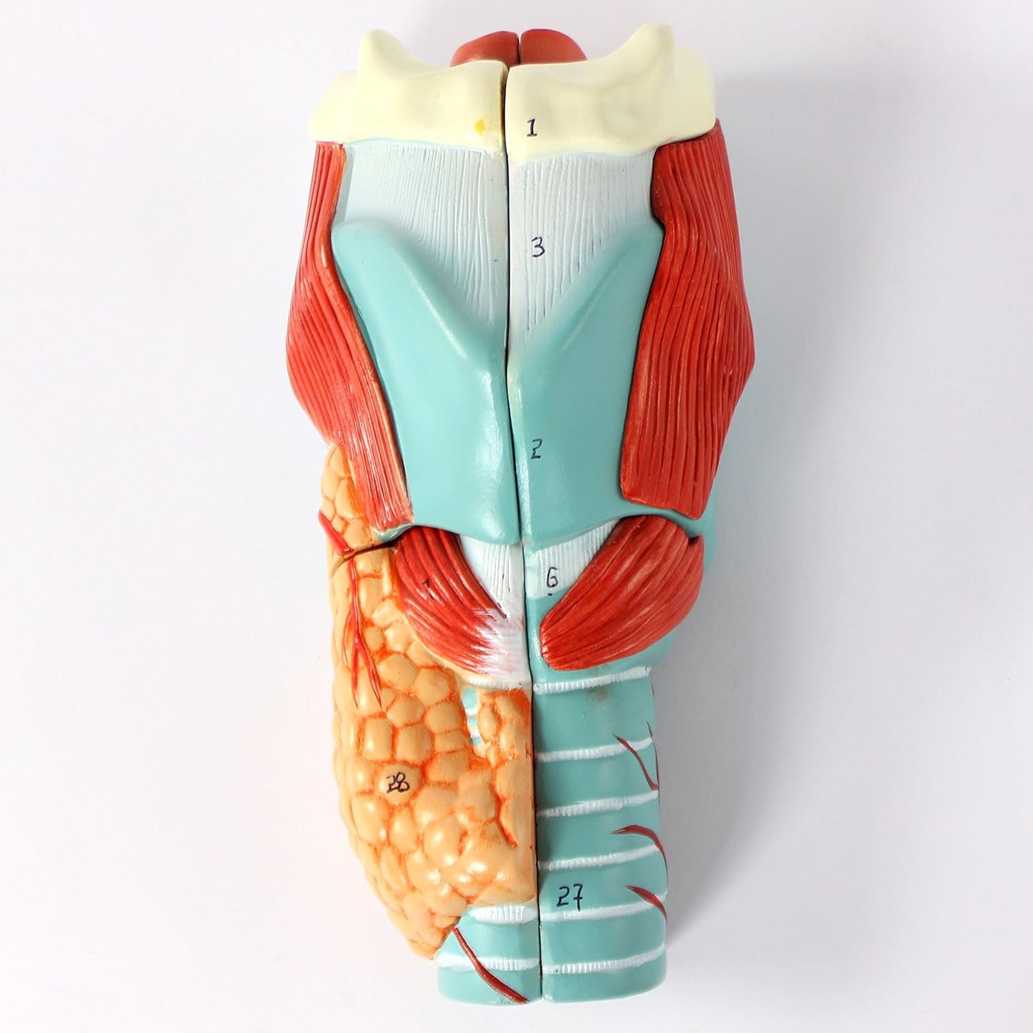Cranstein Scientific Dekoobjekt Kehlkopf Larynx Anatomie Modell 5 teilig 2x vergrößert nummeriert