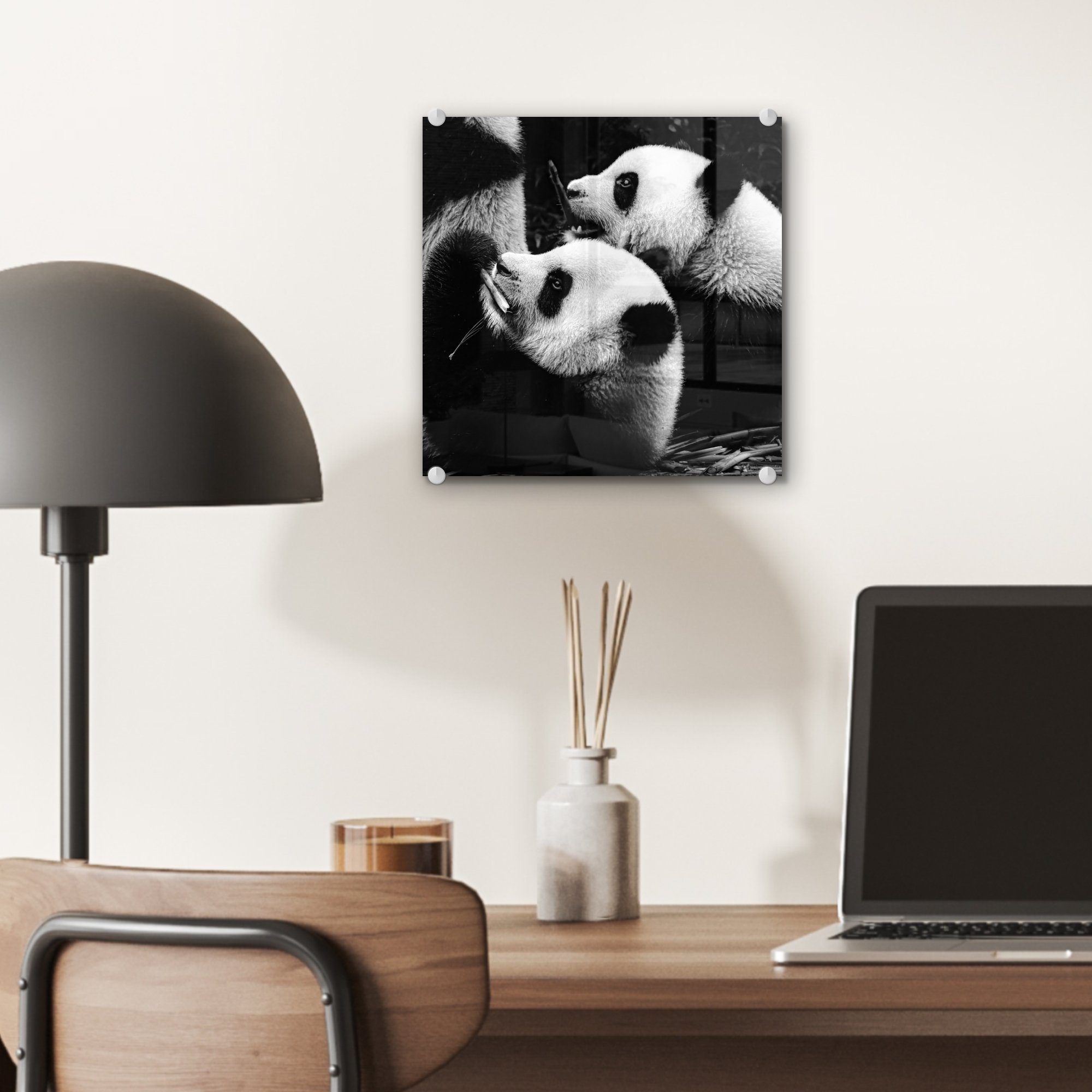 Wanddekoration Pandas Bilder - - Acrylglasbild auf Glas Foto - - - auf (1 Schwarz St), MuchoWow Wandbild Glas Weiß, Glasbilder