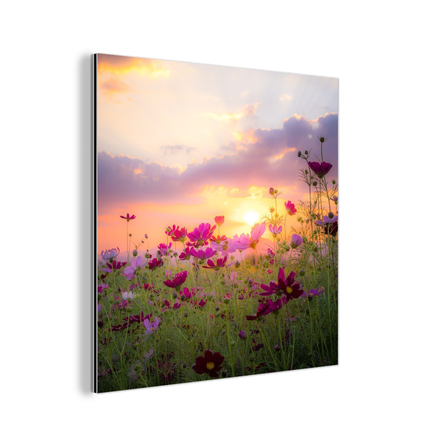 MuchoWow Metallbild Blumen - Rosa - Sonnenuntergang - Natur - Wiese - Horizont, (1 St), Alu-Dibond-Druck, Gemälde aus Metall, Aluminium deko
