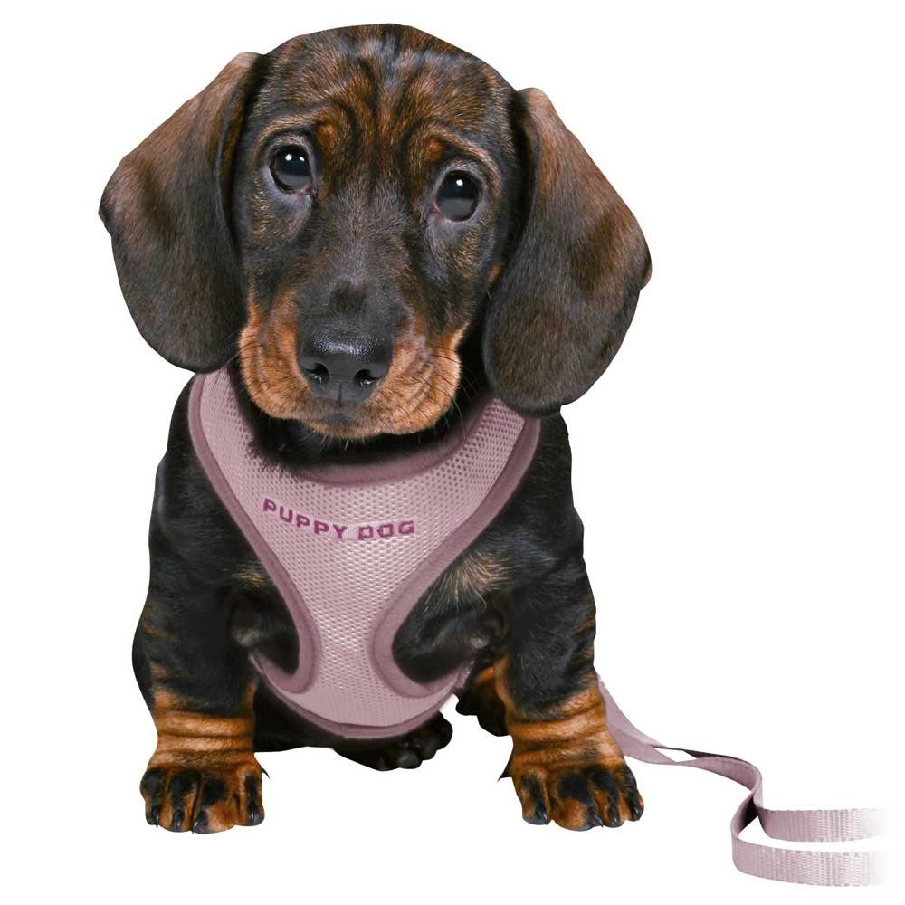 TRIXIE Hunde-Geschirr Trixie Junior Welpen-Softgeschirr mit günstig online kaufen