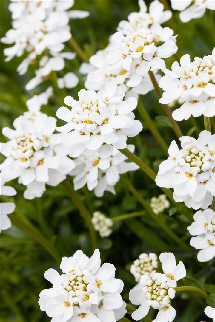 Pflanzen für Dich Staude Iberis semp. Snowflake, 1 St., Schleifenblume, Immergrüne Schleifenblume