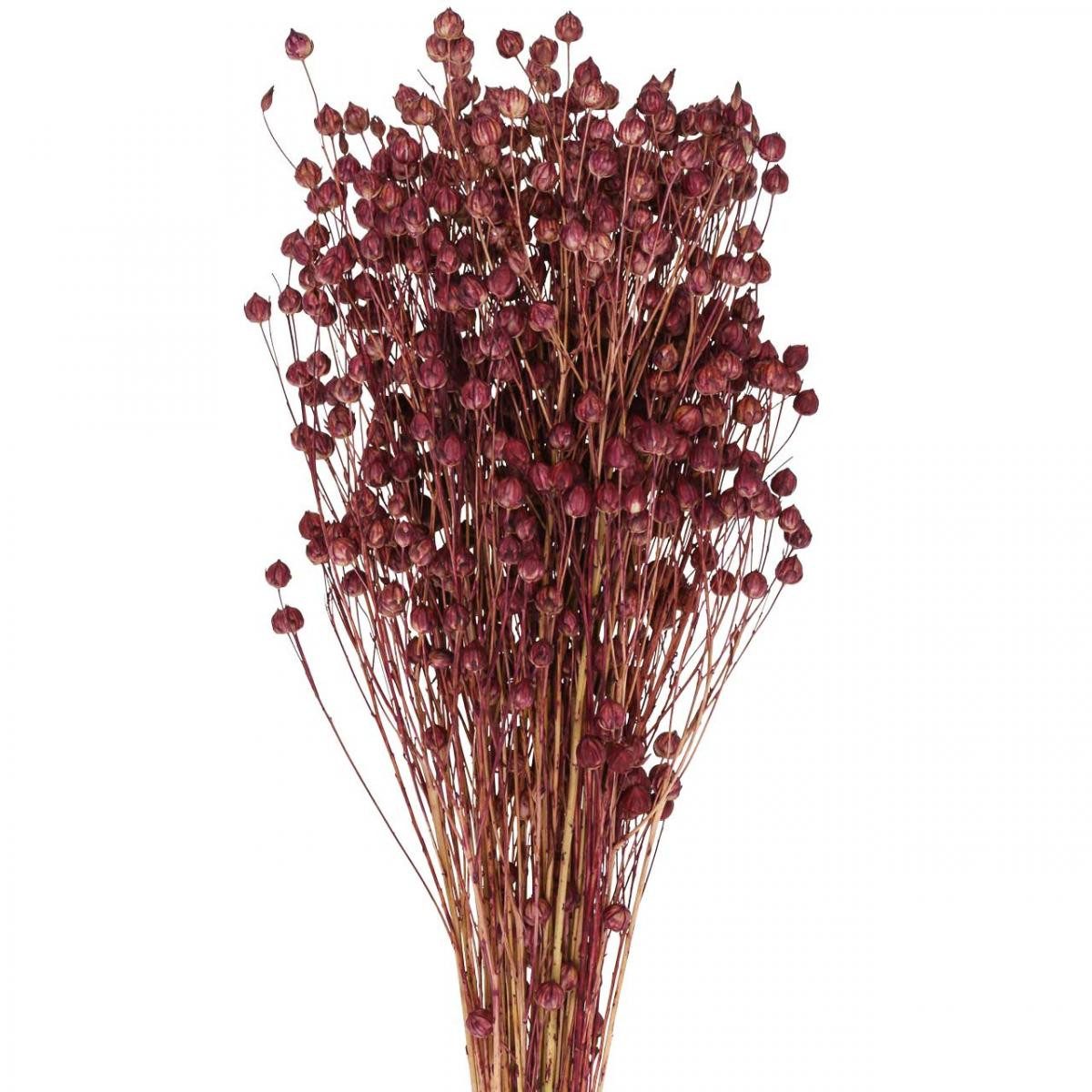 Trockenblume Trockengras Flachs Altrosa Boho-Deko 50-55cm 80g