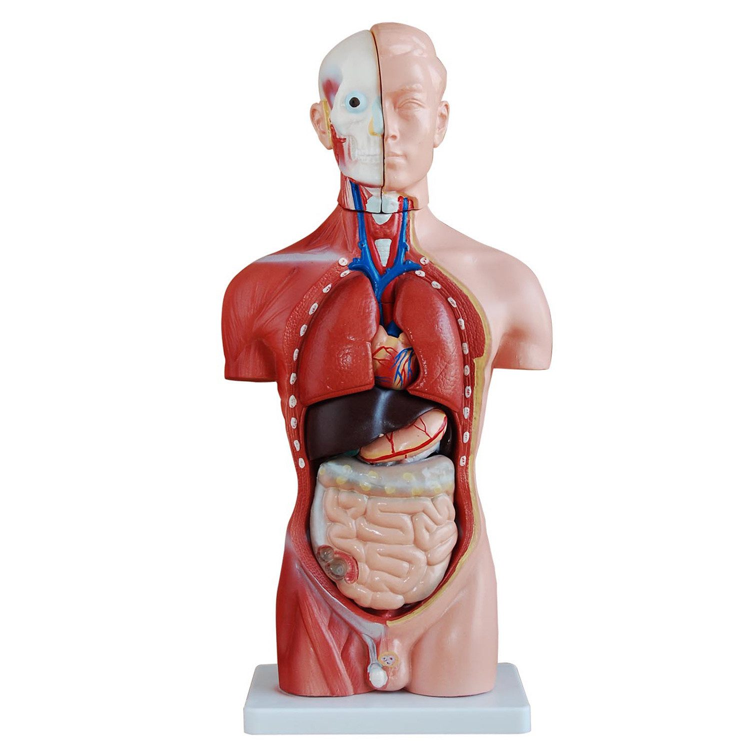 MedMod Dekoobjekt Anatomie Anatomisches Körper Modell Torso Puppe mit Organe 45 cm