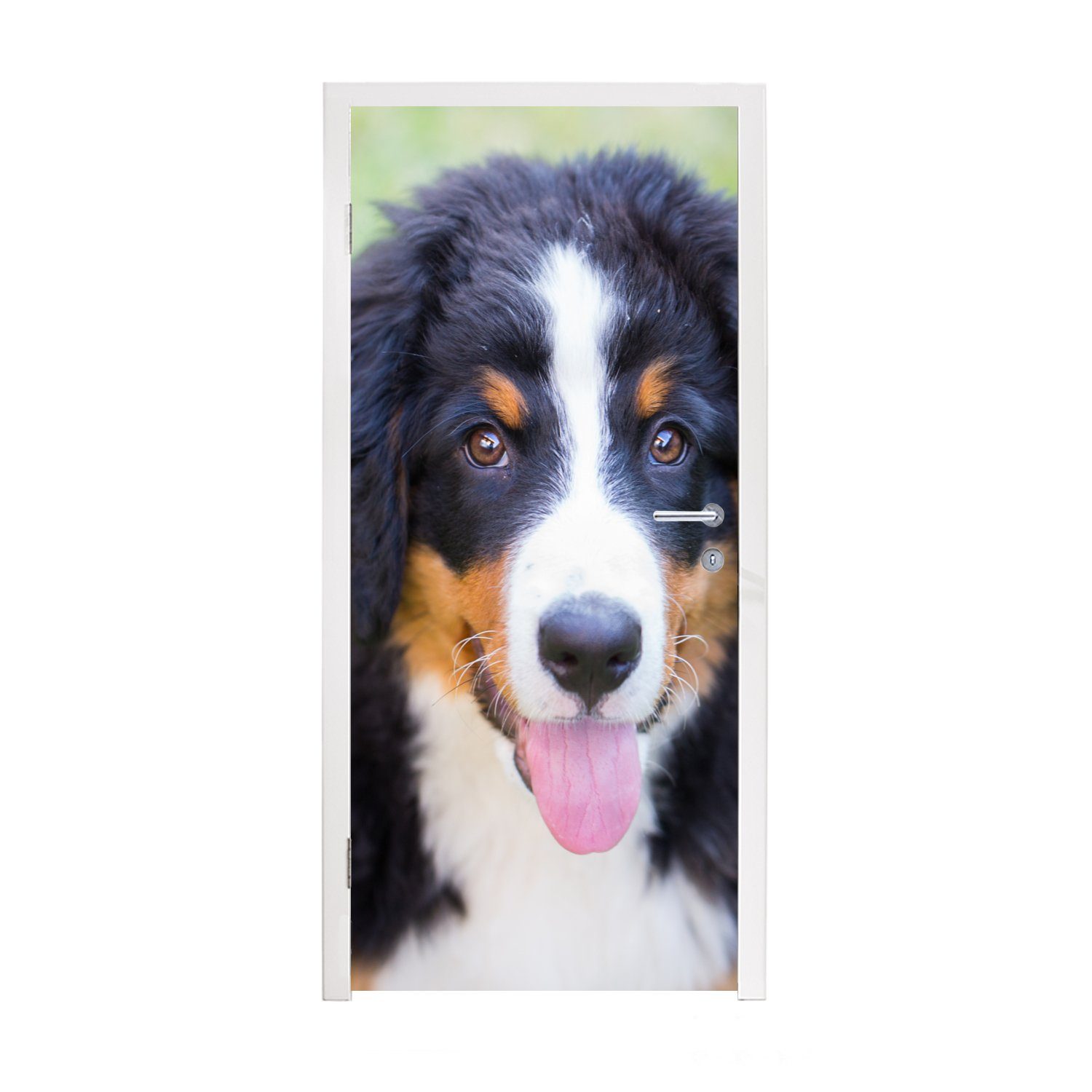 MuchoWow Türtapete Berner Sennenhund Tür, für Fototapete auf 75x205 bedruckt, der Türaufkleber, grünen cm Matt, Wiese, St), (1