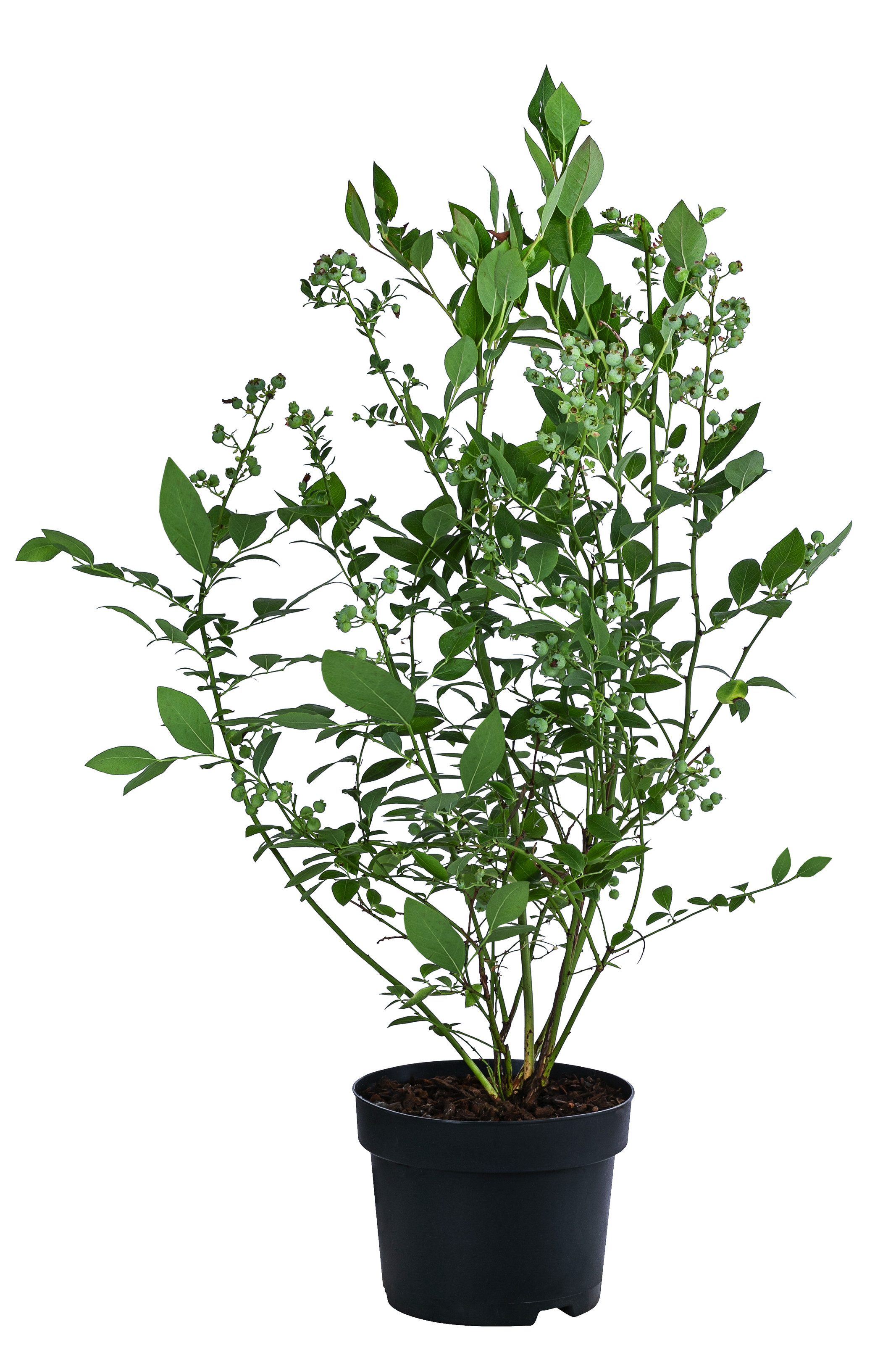 Dehner Obstpflanze Heidelbeere Bluecrop, Vaccinium corymbosum, dicke Früchte, 55-65 cm, selbstbefruchtender Beerenstrauch mit aromatischen Früchten