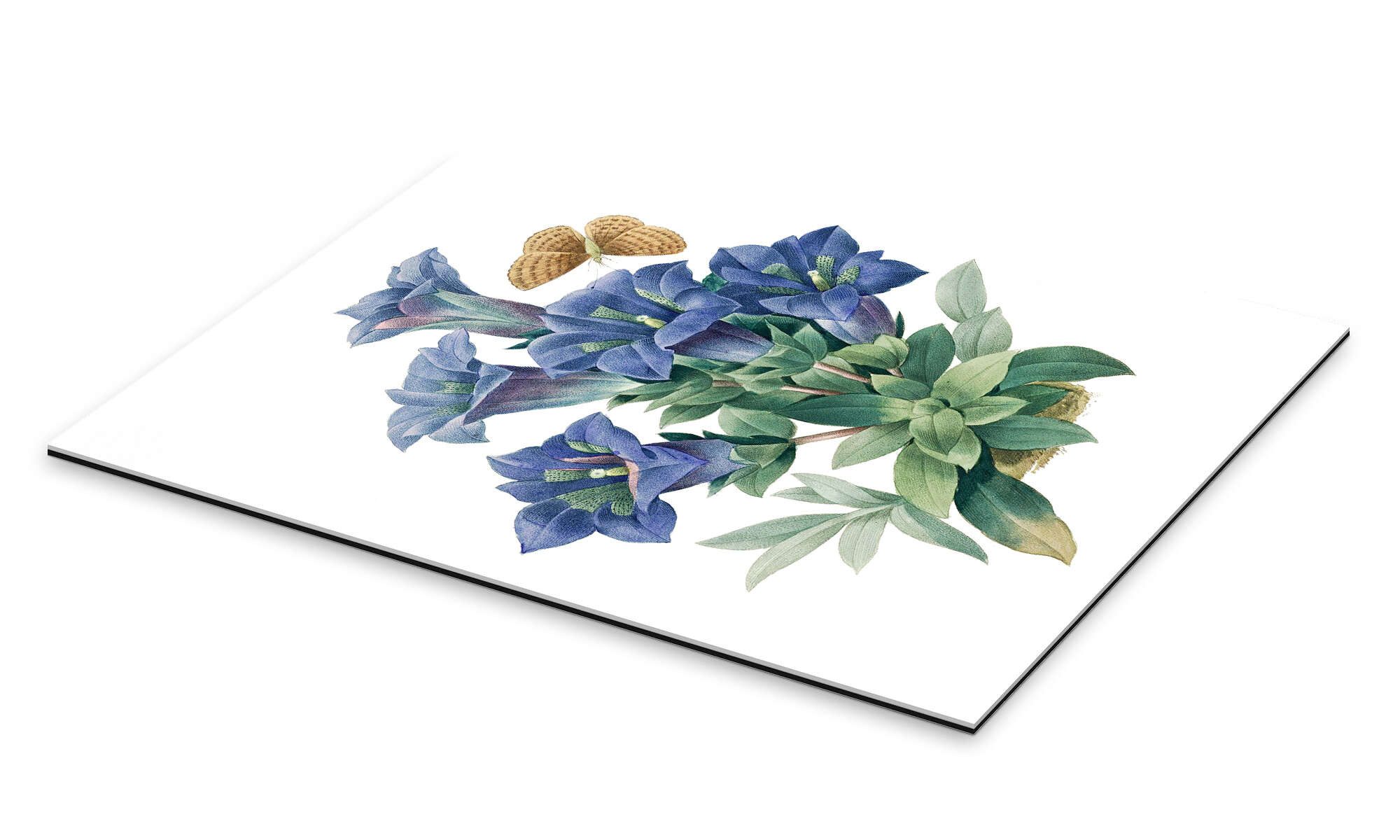Posterlounge Wandbild Kochscher Enzian (Gentiana acaulis), günstig online kaufen