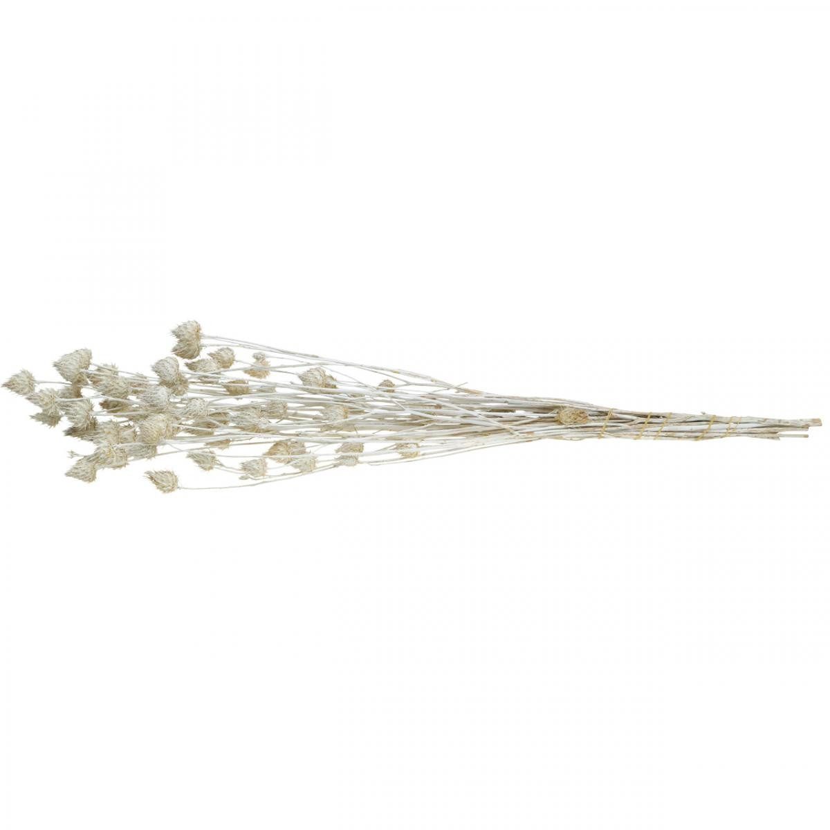 Trockenblume Weiße Trockenblumen Erdbeerdistel Dekoration 100g, Viana, Höhe 1 cm