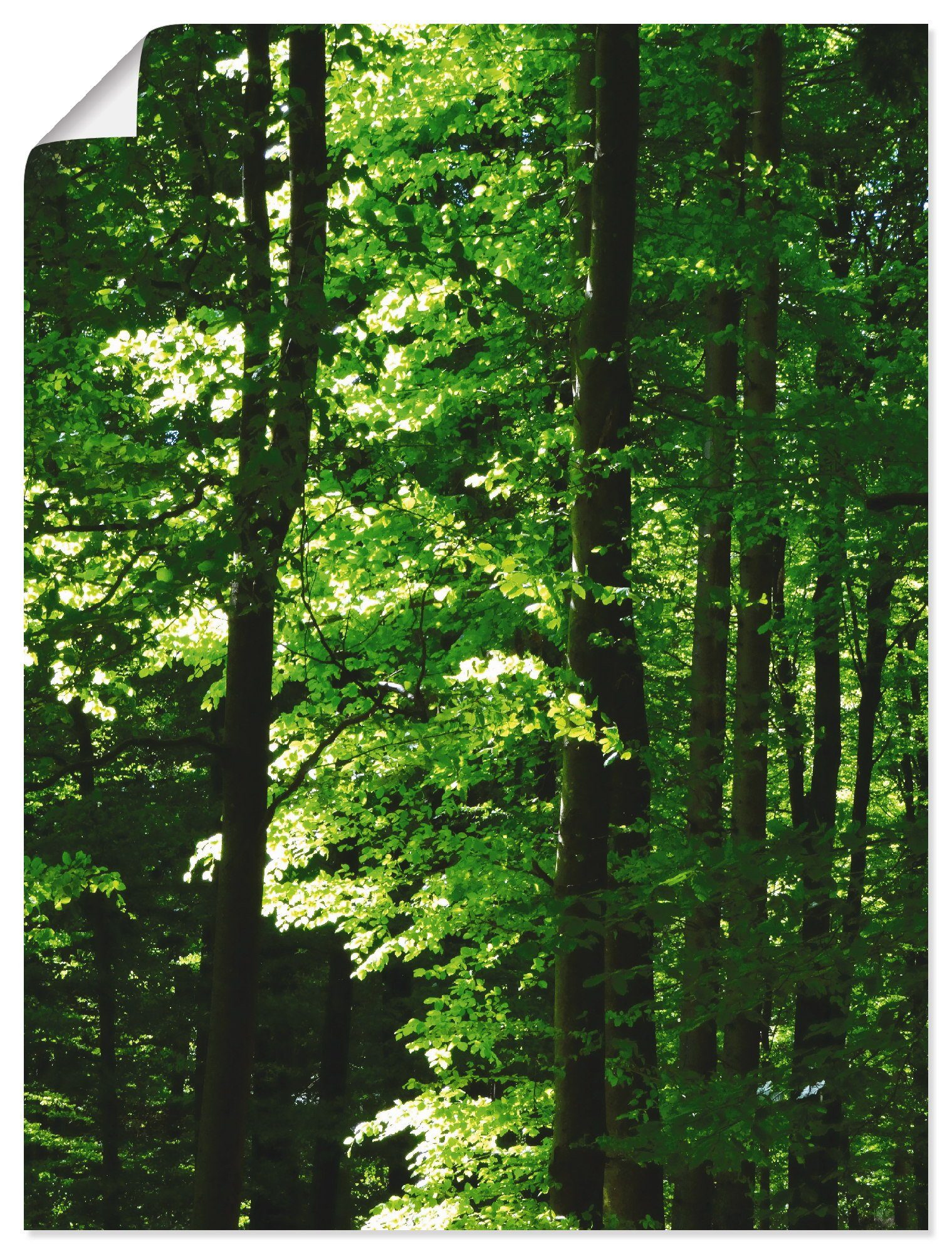Wald Wandaufkleber Poster St), Buchenwald, als (1 Größen in oder Wandbild Leinwandbild, Artland Alubild, Im versch.