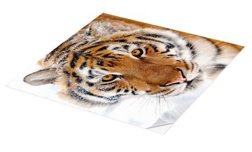 Posterlounge Wandfolie Editors Choice, Sibirischer Tiger im Schnee, Fotografie