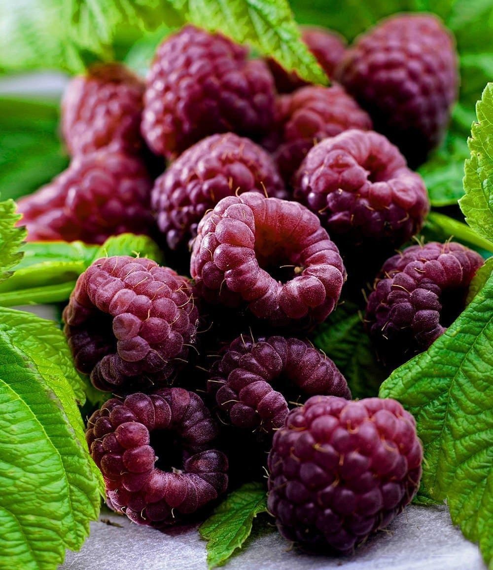 BALDUR Garten Obstpflanze Schwarze Himbeere 'Glen Coe', 1 St., Gesundheit, ertragreich,winterhart, mehrjährig, pflegeleicht – Bild 2 von 2
