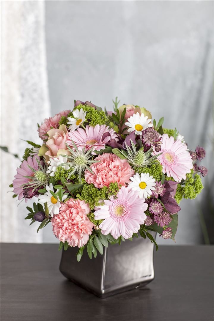Pflanzen für Dich Staude Leucanthemum vulg. Maikönigin, 1 St., Margerite, Wiesen-Margerite