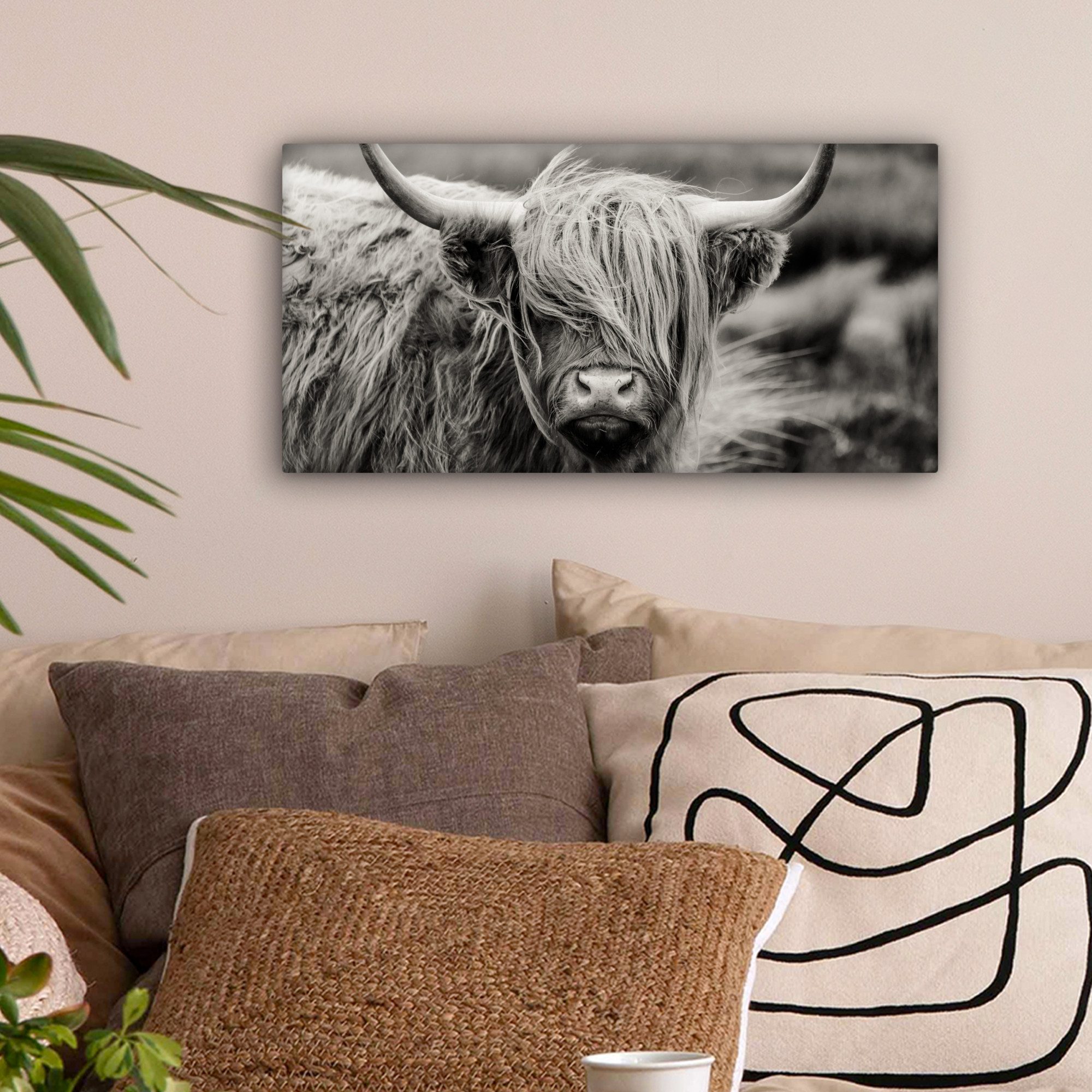 OneMillionCanvasses® Leinwandbild Panorama Schottischer Highlander - günstig online kaufen