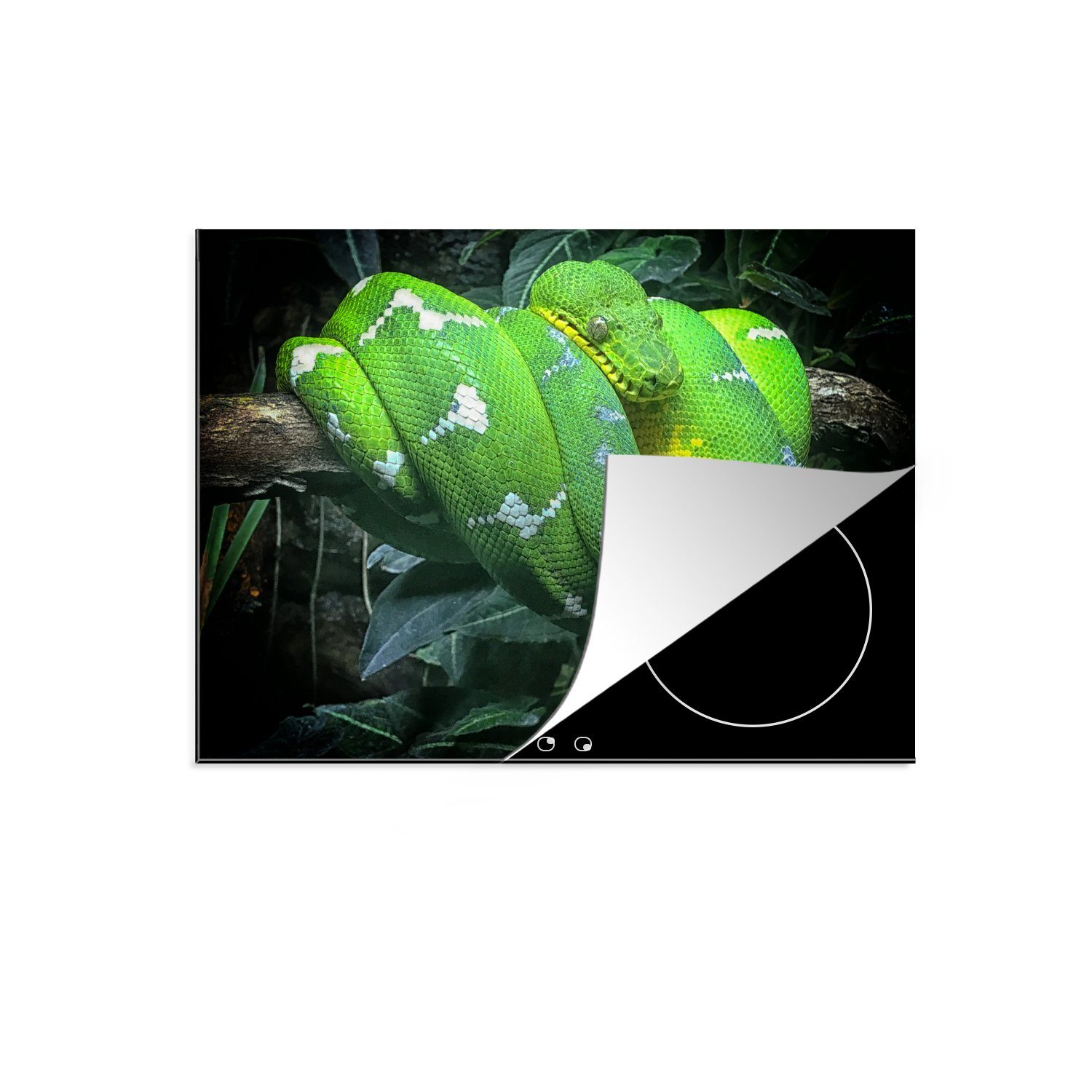 MuchoWow Herdblende-/Abdeckplatte Eine grüne Boa constrictor auf einem Ast in der Dunkelheit, Vinyl, (1 tlg), 71x52 cm, Induktionskochfeld Schutz für die küche, Ceranfeldabdeckung