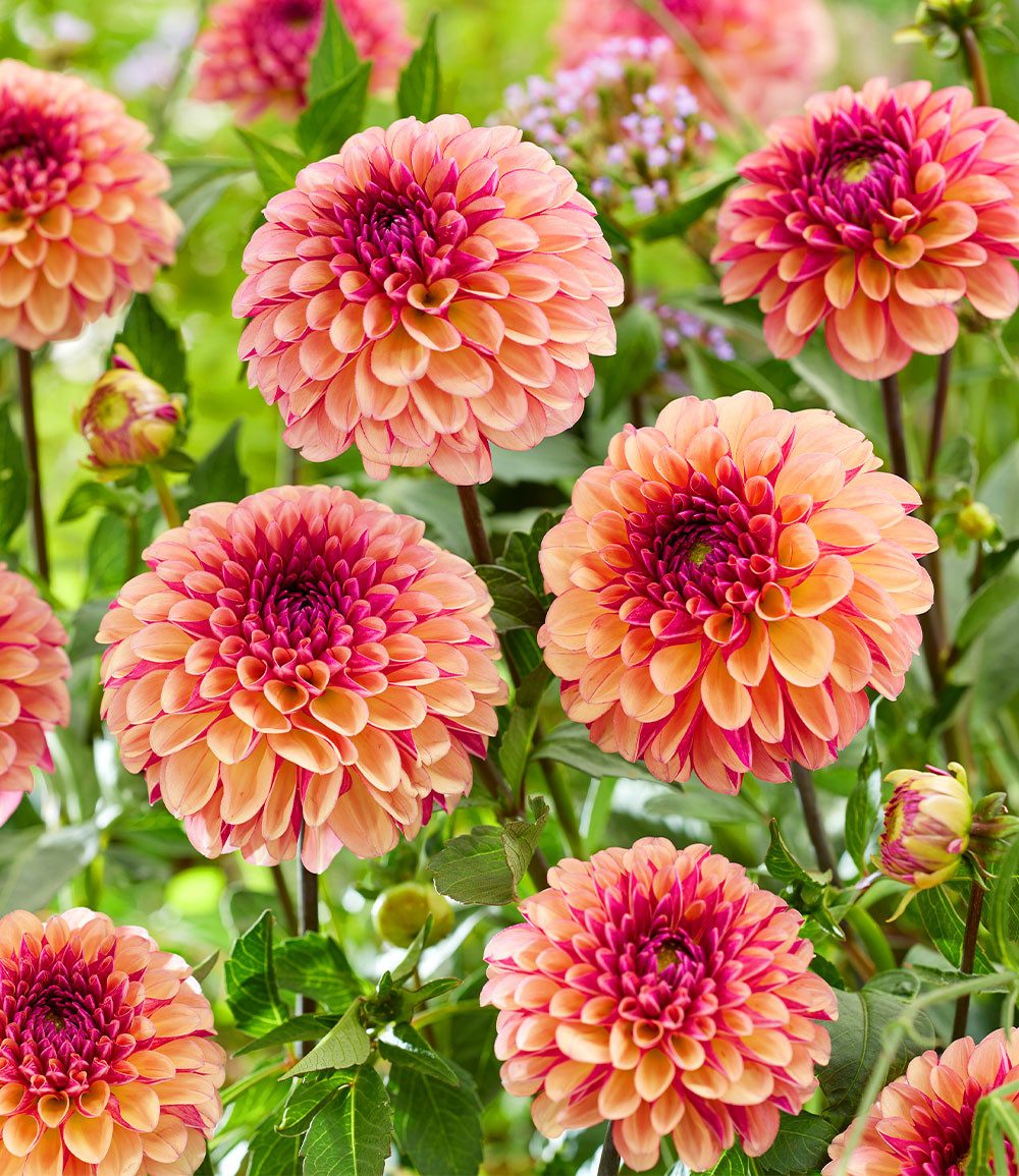 BALDUR Garten Blumenzwiebeln Dahlie 'Palmares', Kragendahlie, reichblühend, lange Blütezeit