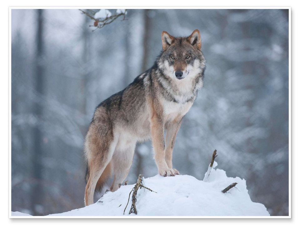 Wolf im Posterlounge Schnee Wandbild, Grauer