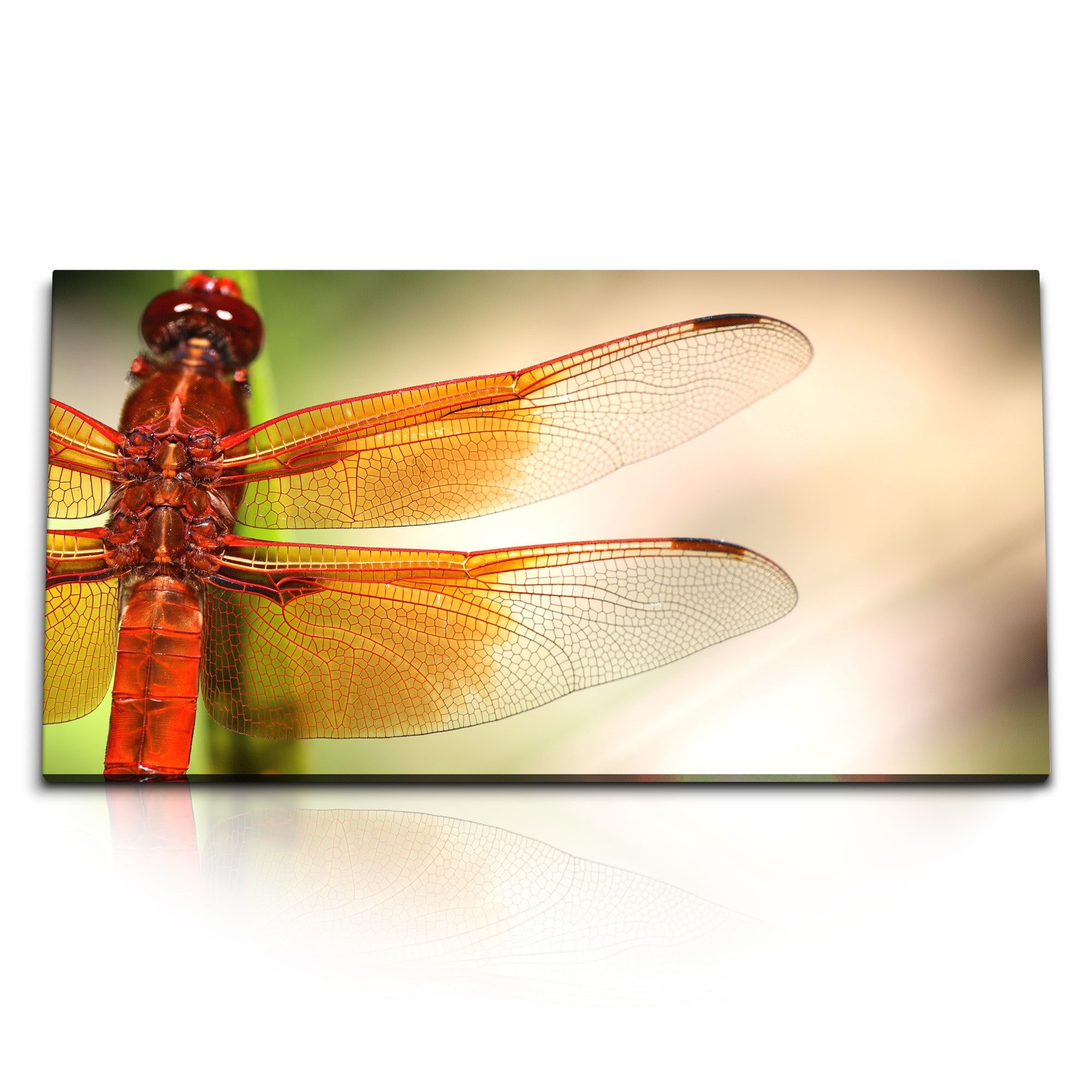 Leinwandbild Kunstdruck Bilder 120x60cm Tierfotografie Libelle Insekt Makrofotograf