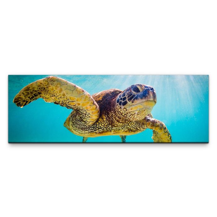 möbel-direkt.de Leinwandbild Bilder XXL Wasserschildkröte Wandbild auf Leinwand