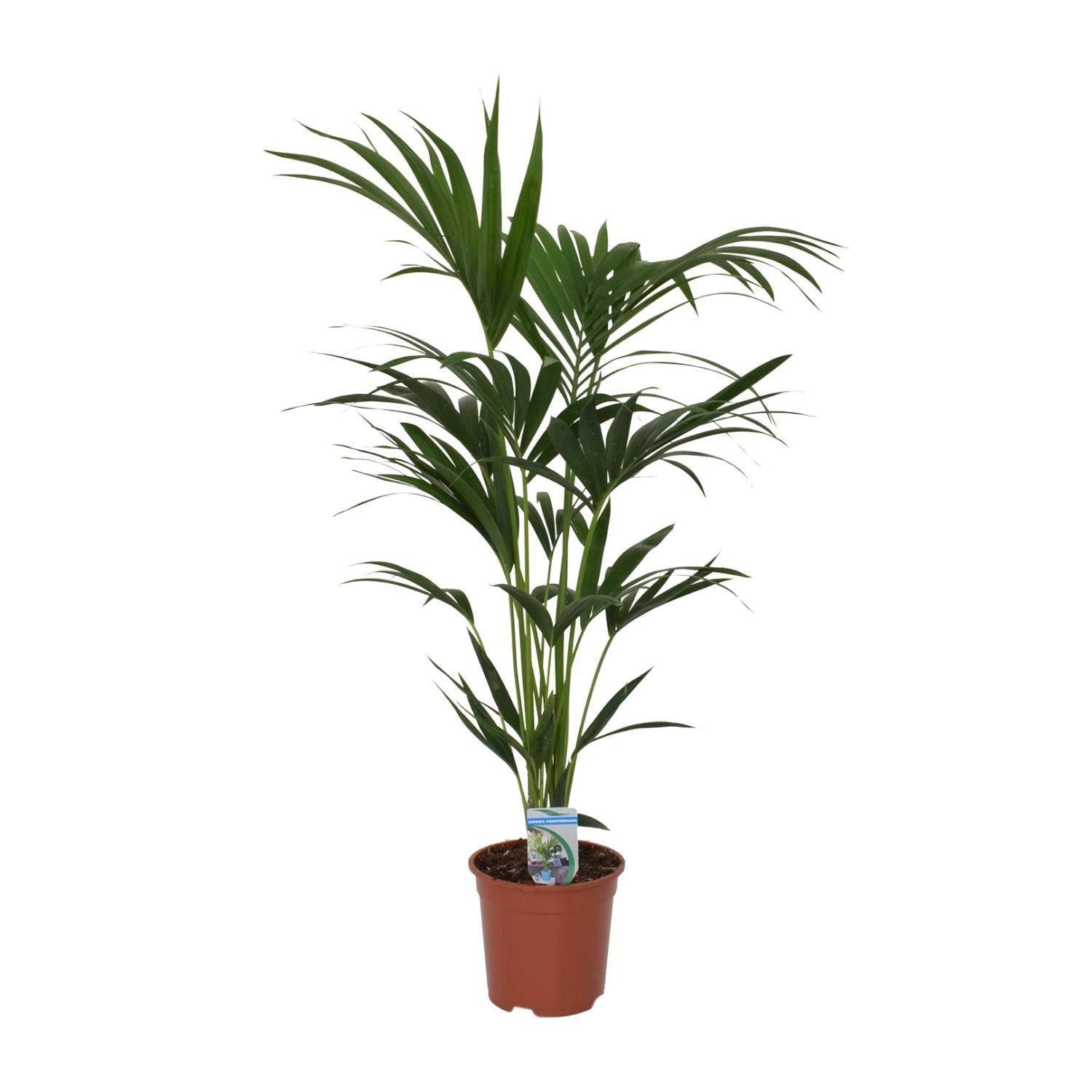 Florora Zimmerpflanze Howea Forsteriana – Kentia-Palme – 120 cm – Topf 21 cm