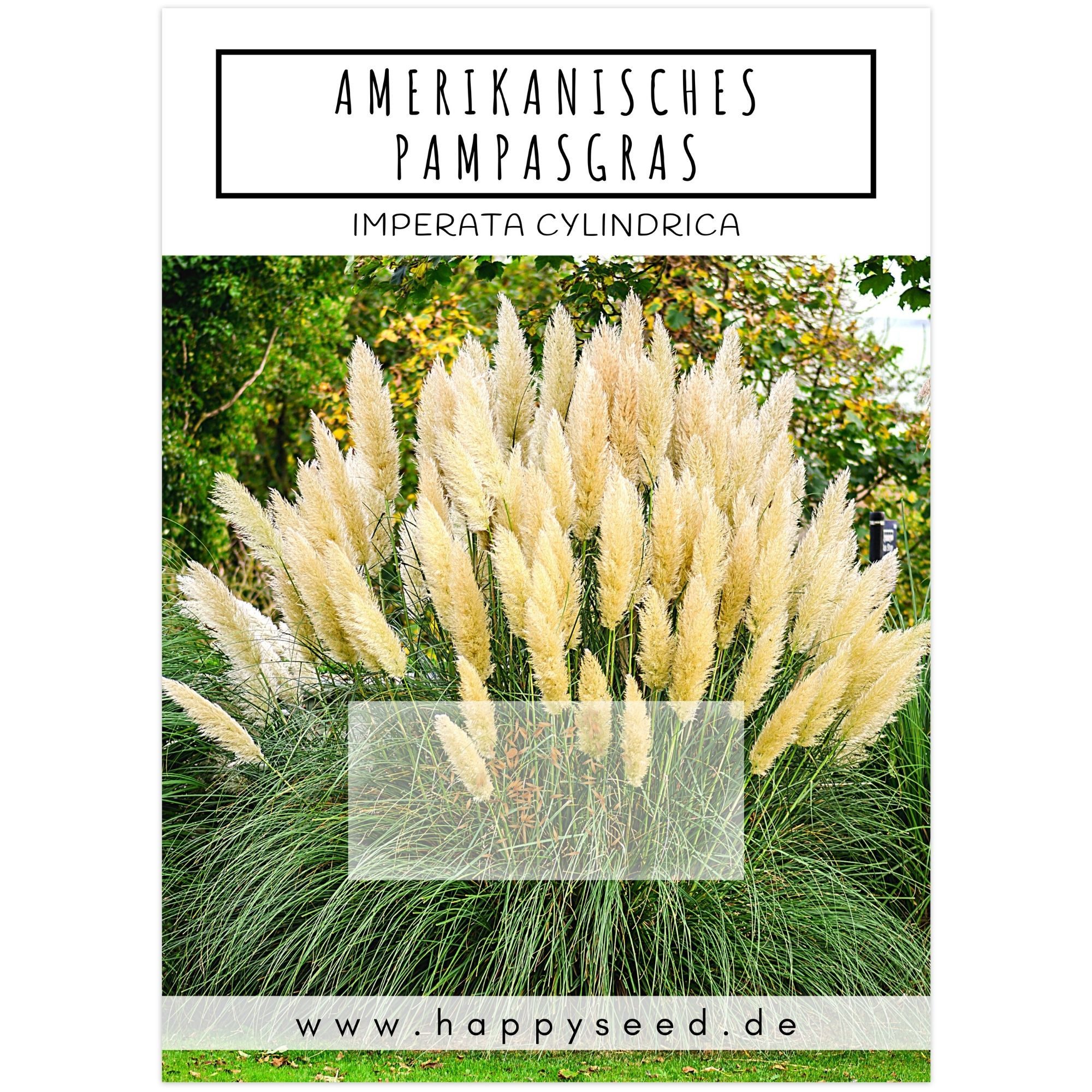 HappySeed Blumensamen Amerikanisches Pampasgras Samen - Cortaderia selloana günstig online kaufen