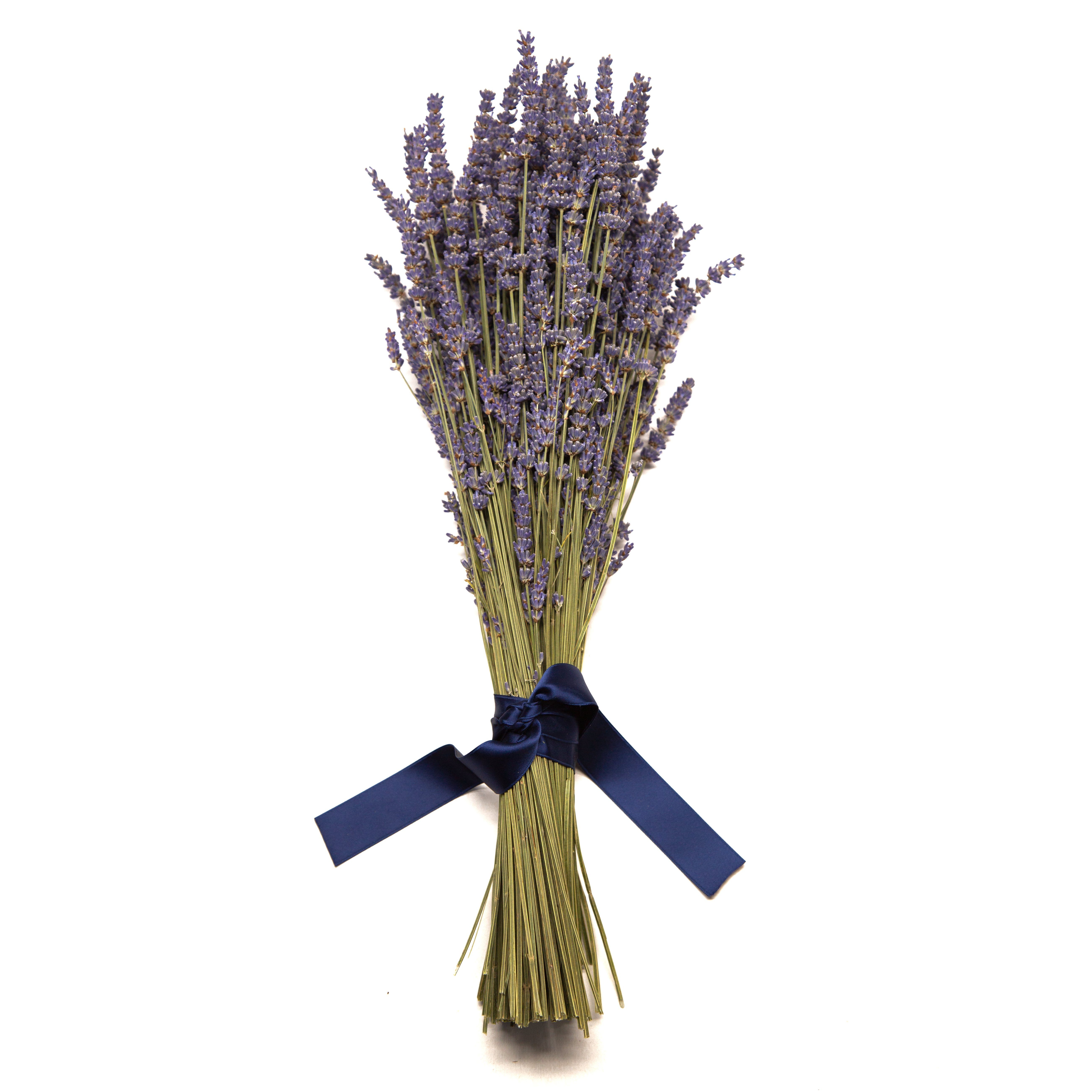 Lavendel, Echter Deko 40 Lavendelsäckchen SCHULZ auch französischer 2023 Provence Höhe Trockenblume getrocknet ROSEMARIE cm, aus Ernte Lavendelbund Heidelberg, für der Lavendel Lavendel Lavendelstrauß