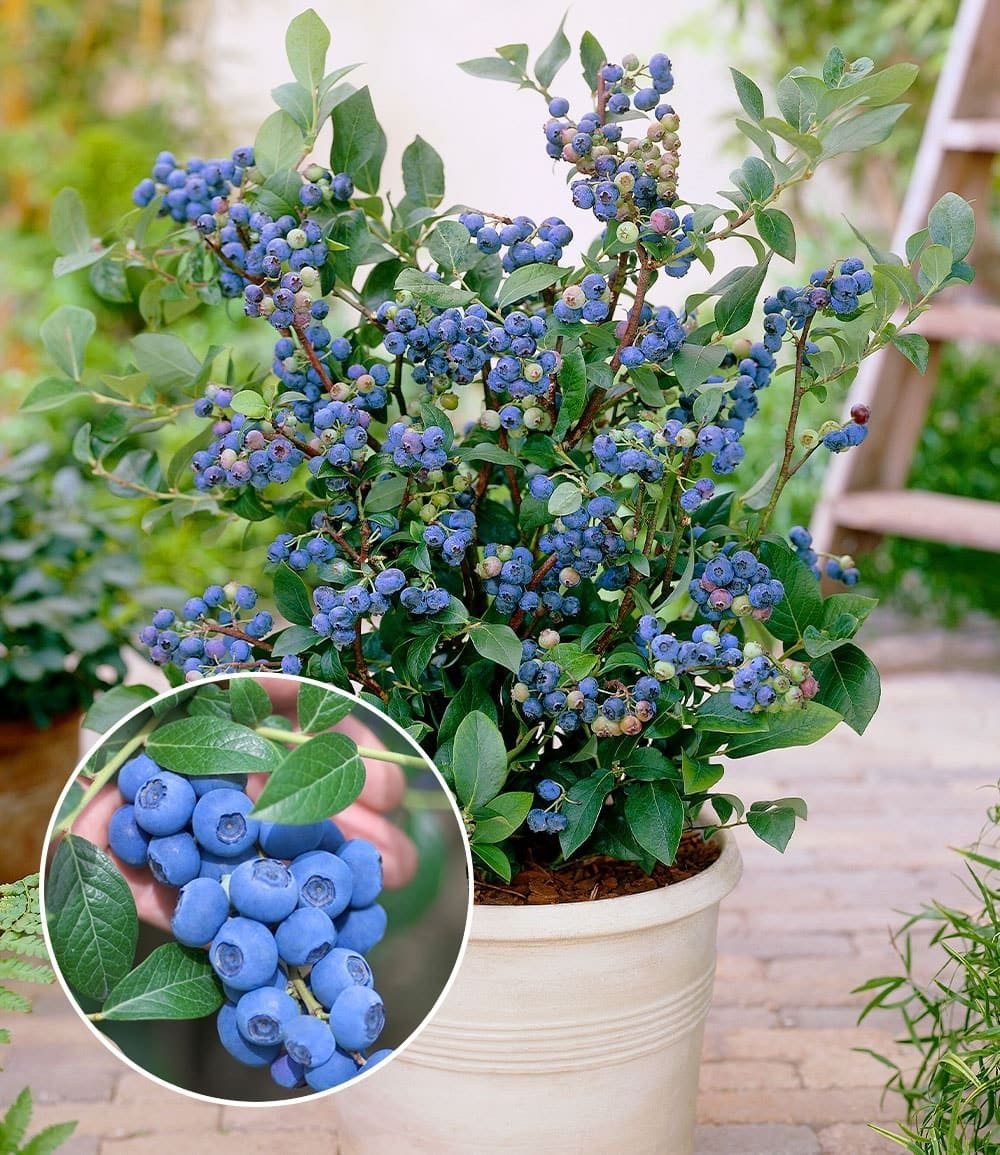 BALDUR Garten Obstpflanze Trauben-Heidelbeere 'Reka® Blue', 1 St., Kultur-heidelbeere, winterhart, mehrjährig, pflegeleicht
